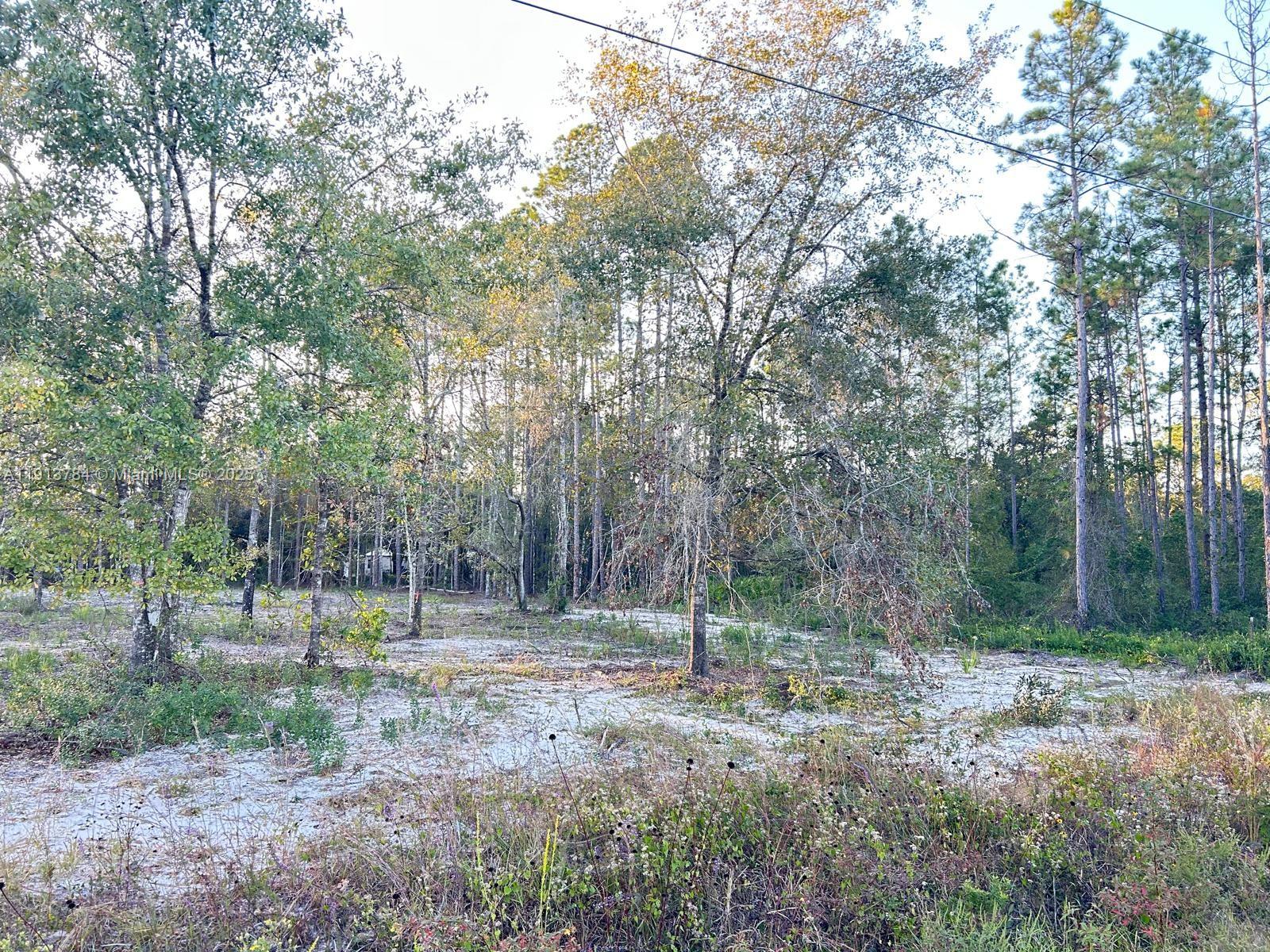 9855 Light Avenue Hastings, FL 32145 - Photo 4 of 5 a view of a forest with trees in the background