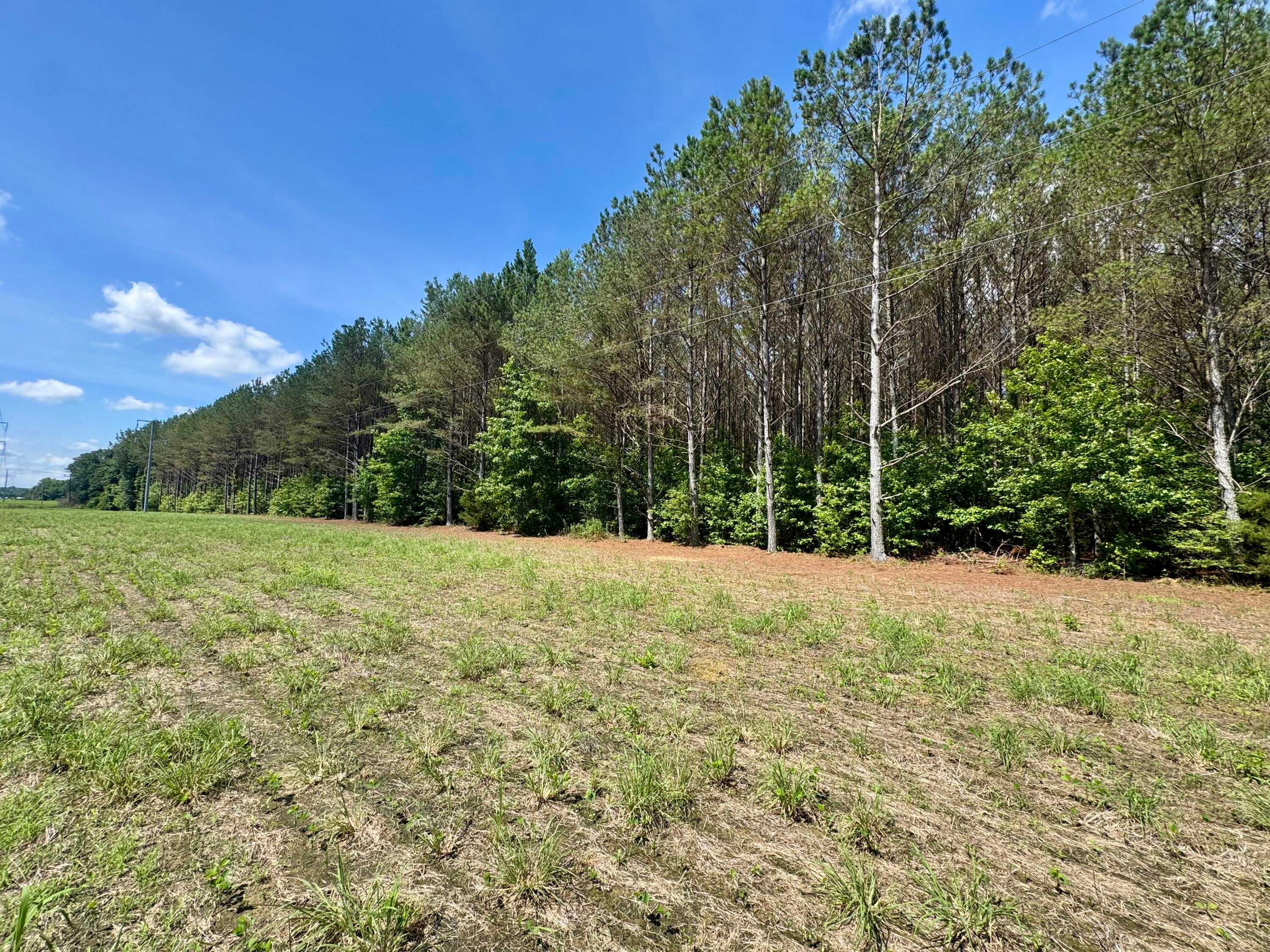 Sartain Road Dennis, MS 38838 - Photo 8 of 8 image00005