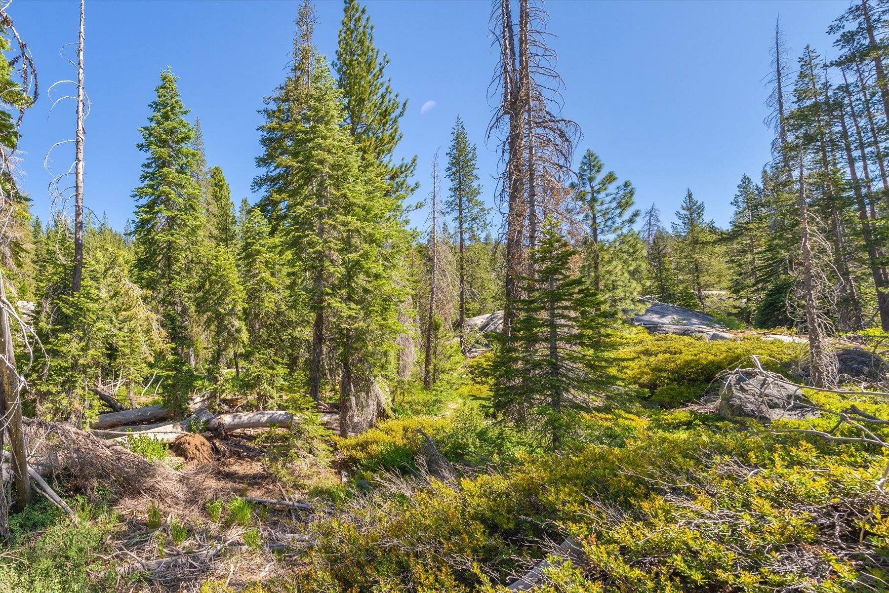 0 Hampshire Rocks Road Emigrant Gap, CA 95715 - Photo 22 of 27 a view of a yard with plants and large trees
