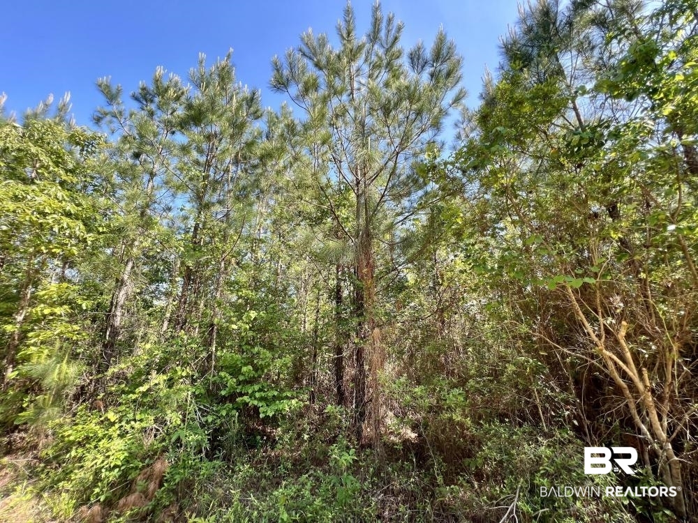0 Fluker Kiel Road Coffeeville, AL 36524 - Photo 13 of 34