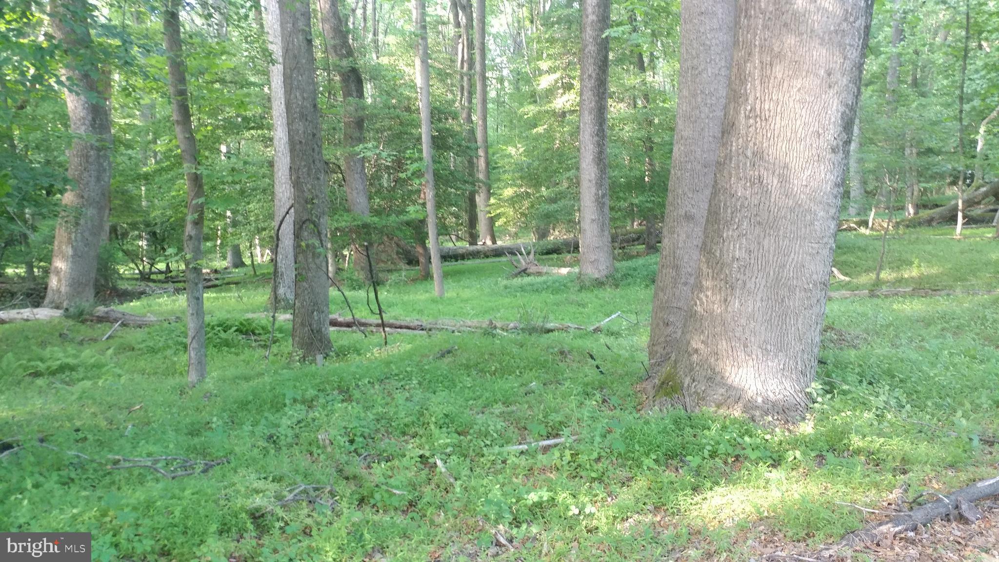 603 Utterback Store Road Great Falls, VA 22066 - Photo 2 of 4