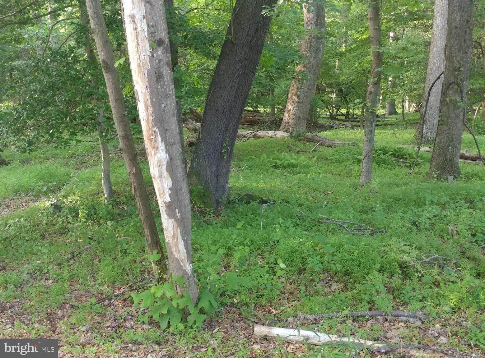 603 Utterback Store Road Great Falls, VA 22066 - Photo 3 of 4