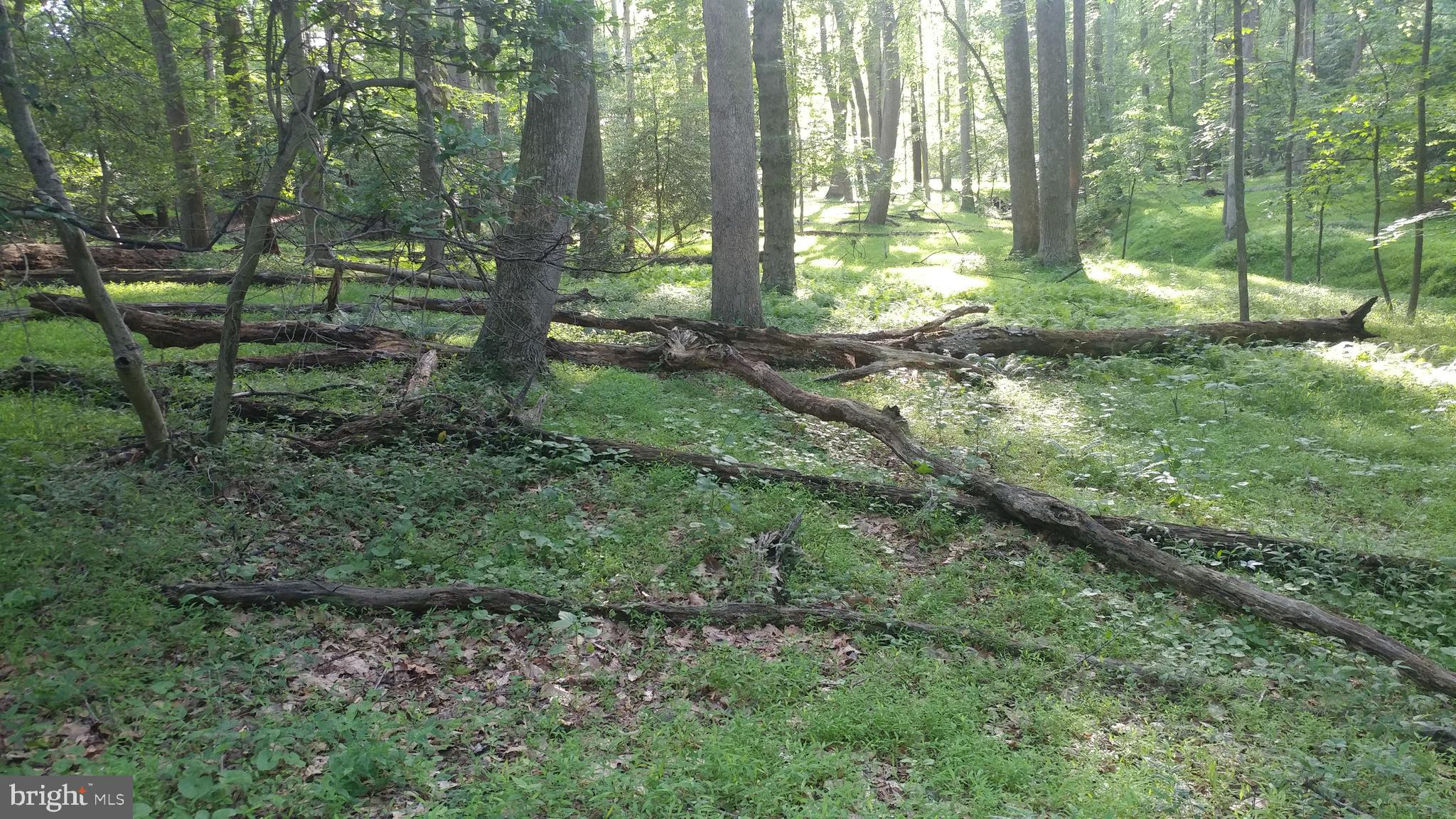 603 Utterback Store Road Great Falls, VA 22066 - Photo 4 of 4