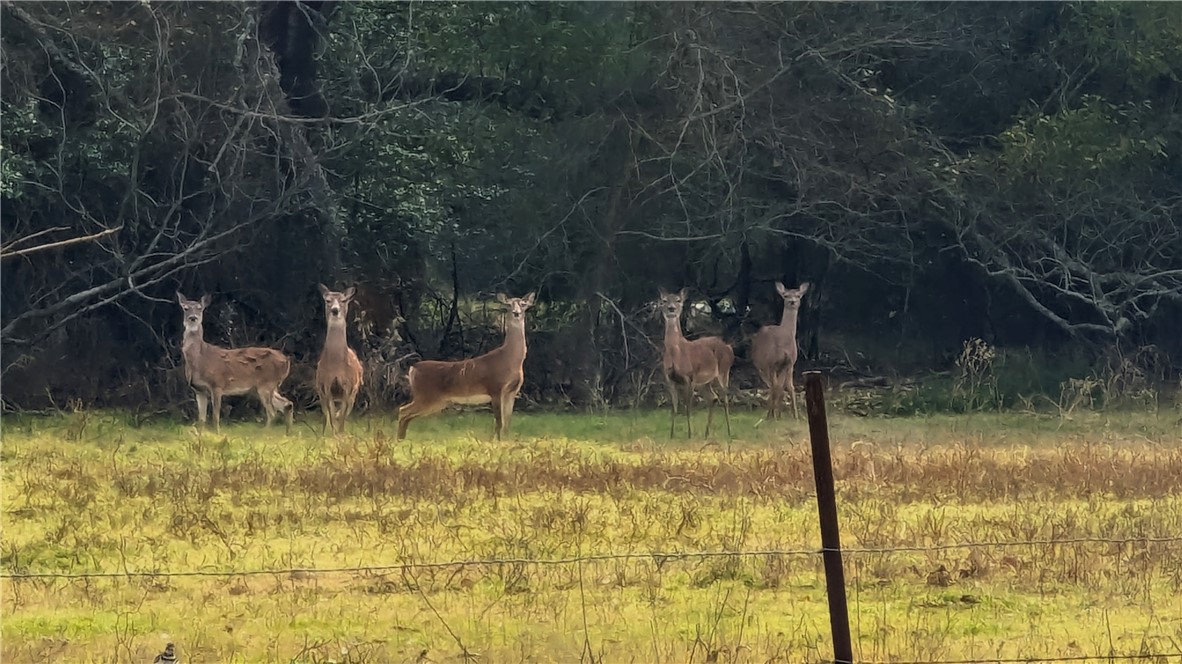 4 Old Hearne Road Hearne, TX 77859 - Photo 18 of 18 a backyard of a house with yard and lake view