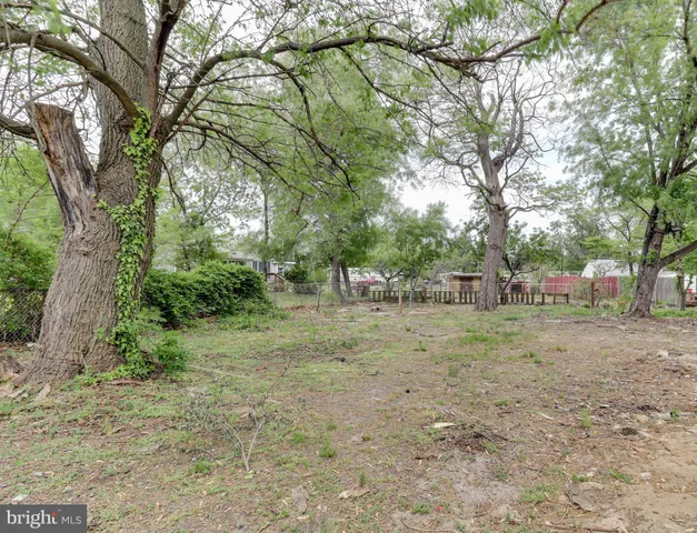 a view of a forest with trees in the background
