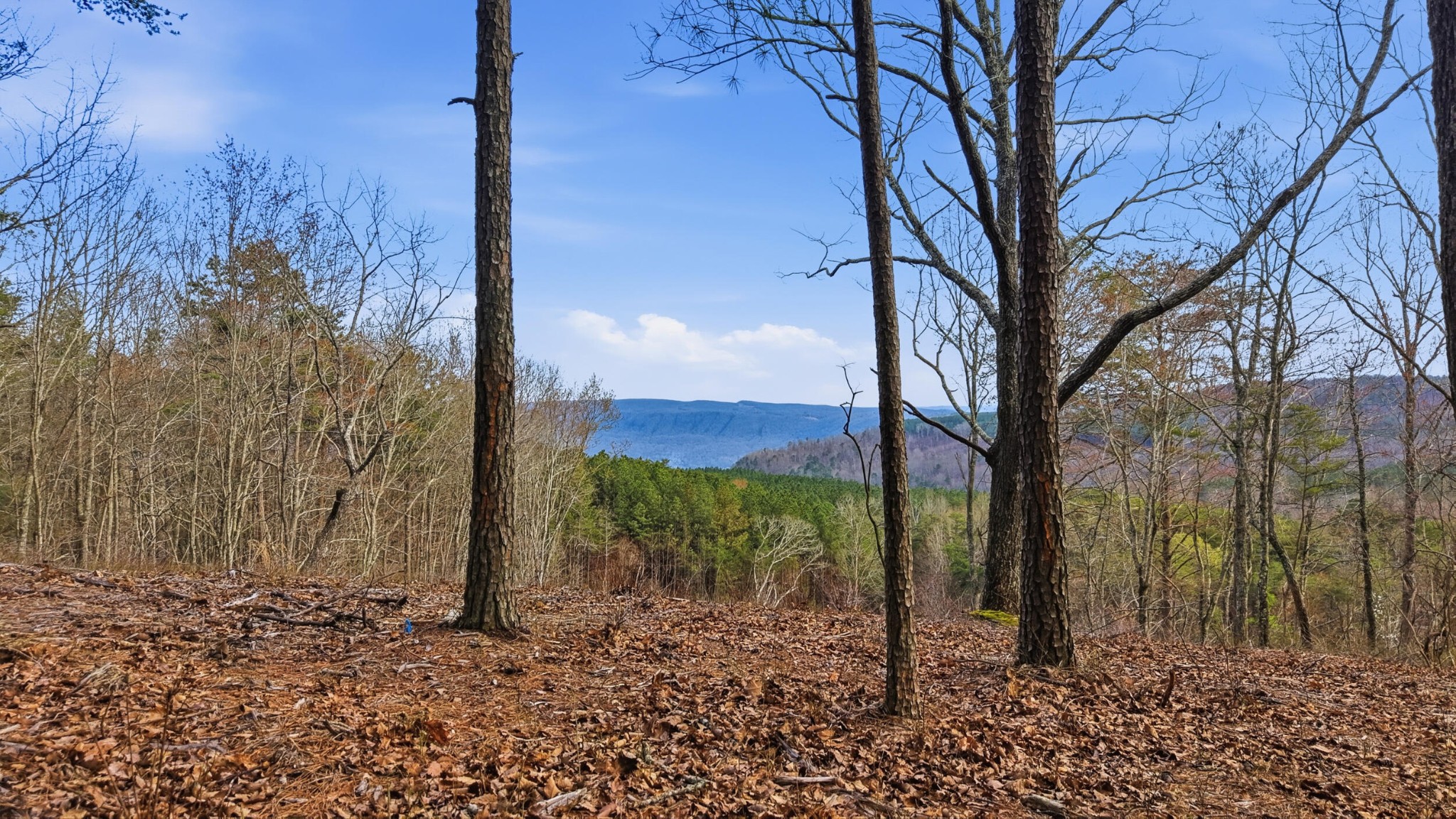 2154 Fallen Oak Pass Guild, TN 37340 - Photo 1 of 13 a view of a yard with a tree