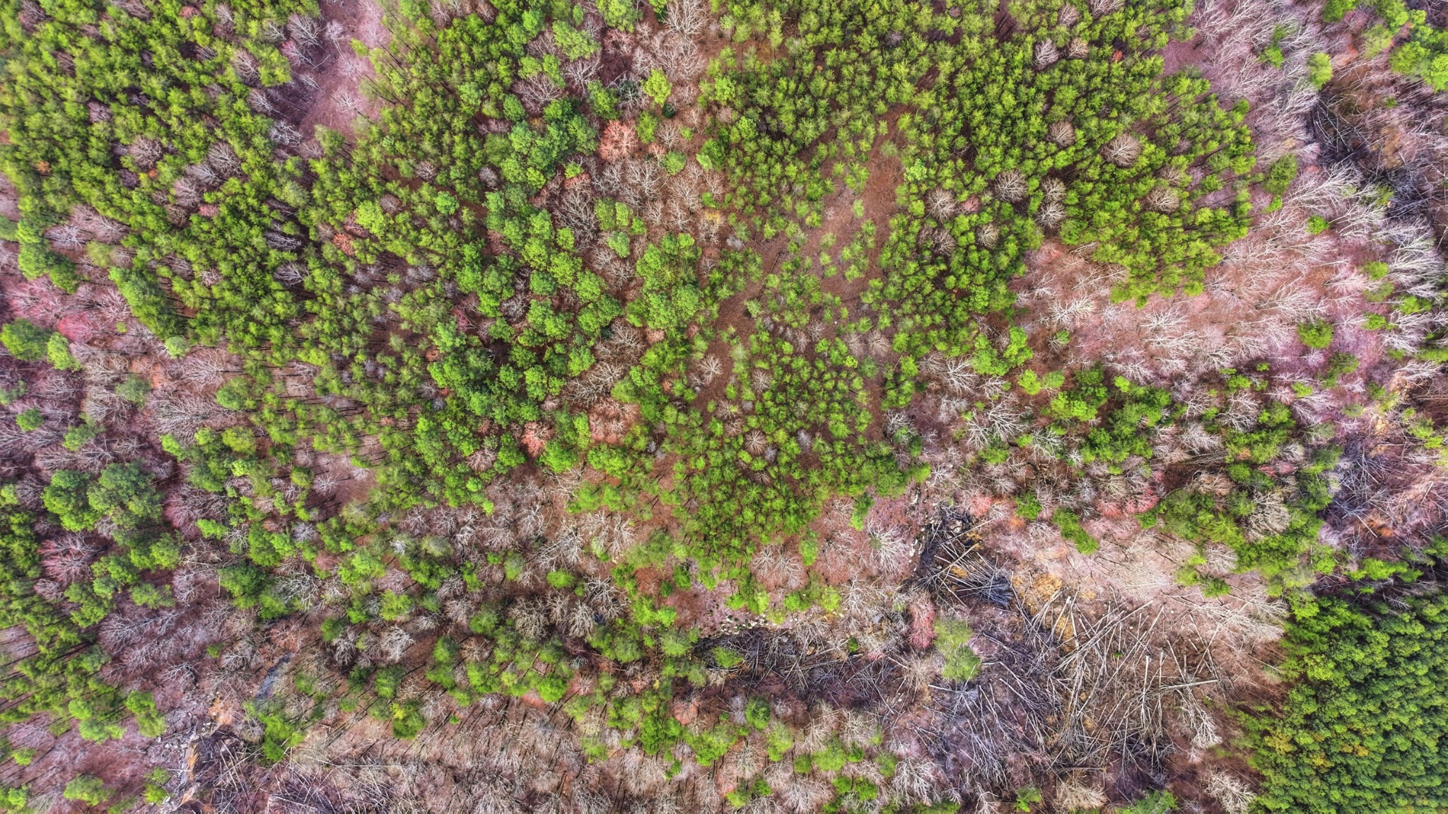 2154 Fallen Oak Pass Guild, TN 37340 - Photo 11 of 13 a view of a plants