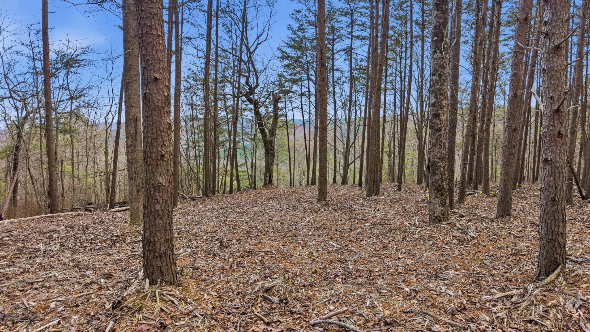 2154 Fallen Oak Pass Guild, TN 37340 - Photo 13 of 13 a view of a backyard