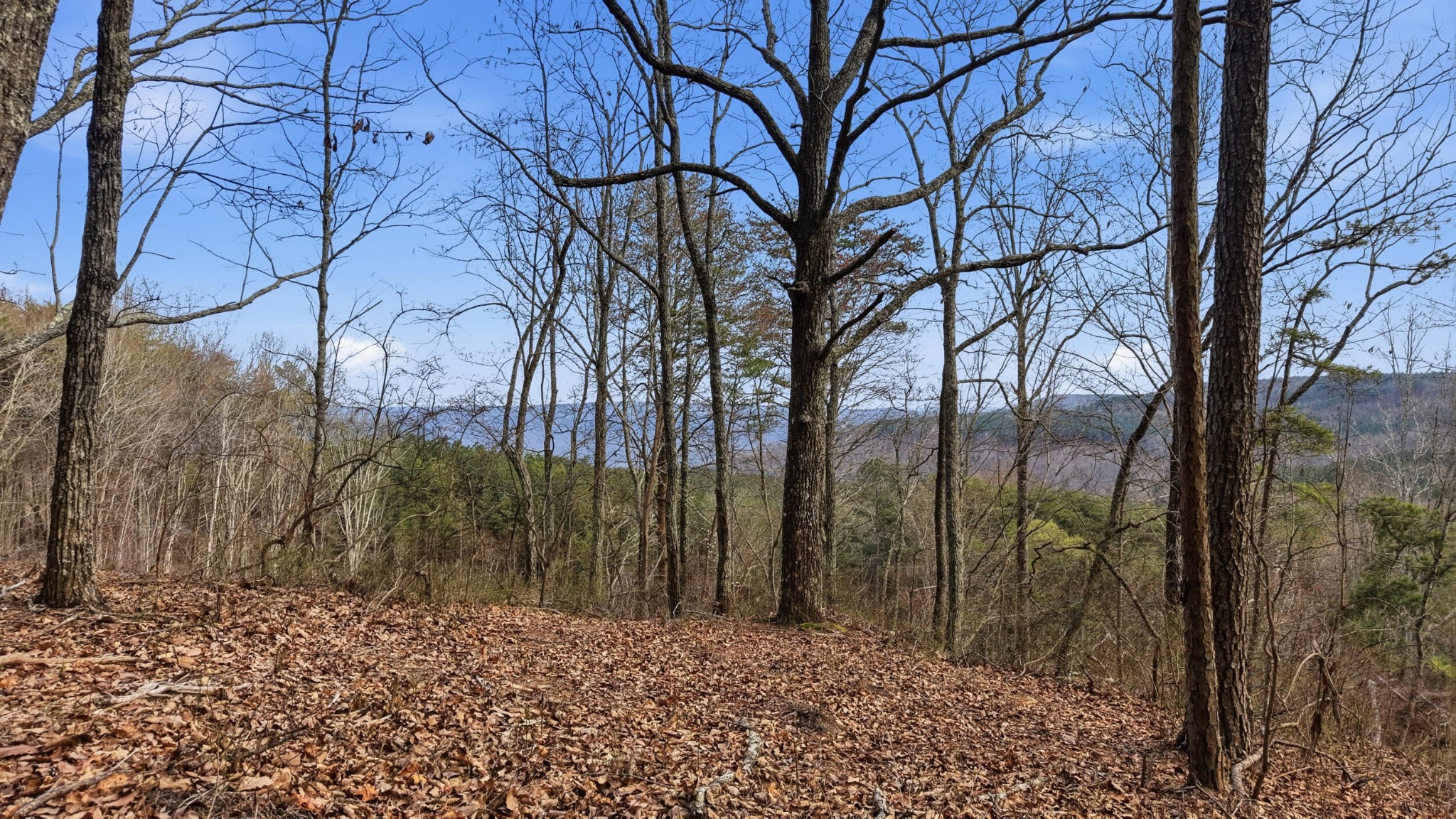 2154 Fallen Oak Pass Guild, TN 37340 - Photo 2 of 13 a view of a yard with trees