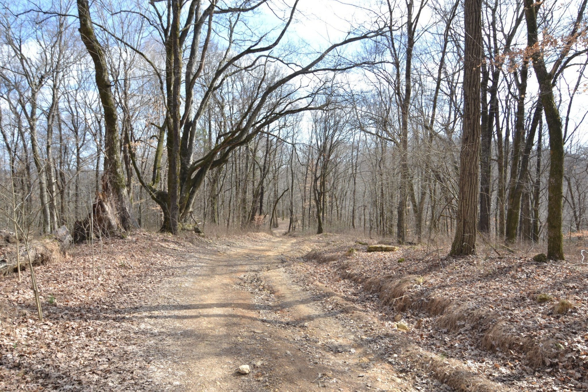 815 Solomon Road Pulaski, TN 38478 - Photo 13 of 41 a view of a backyard of the house