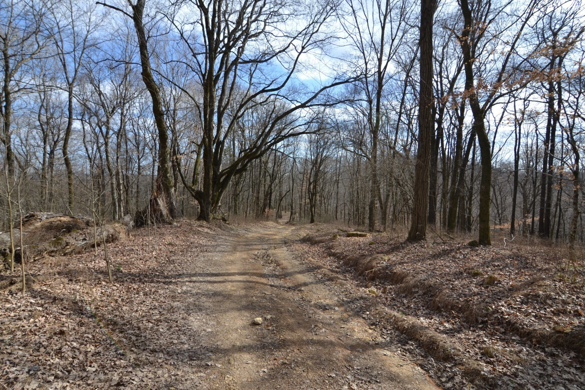 815 Solomon Road Pulaski, TN 38478 - Photo 14 of 41 a view of a backyard with large trees