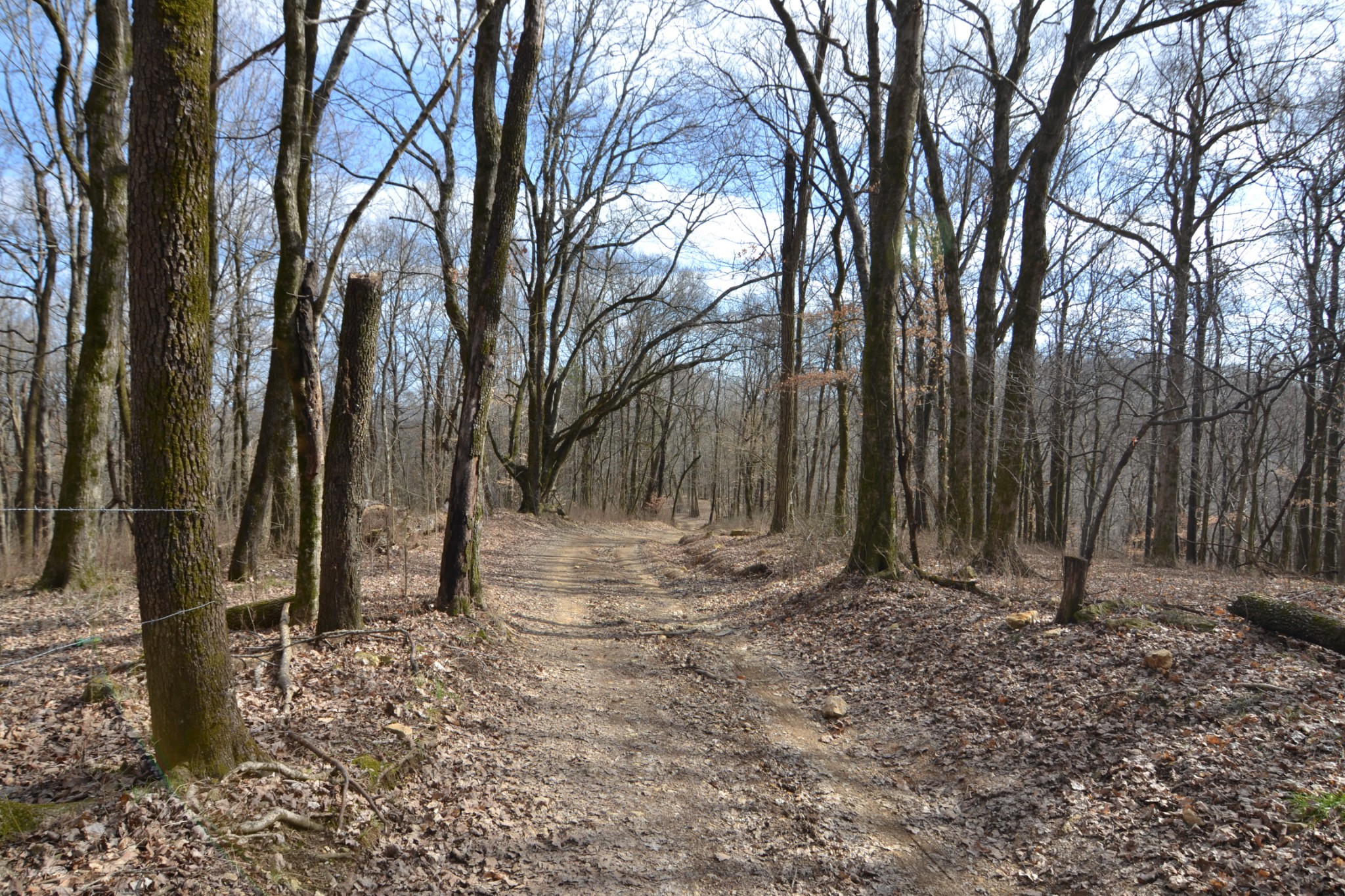 815 Solomon Road Pulaski, TN 38478 - Photo 15 of 41 a view of outdoor space with trees