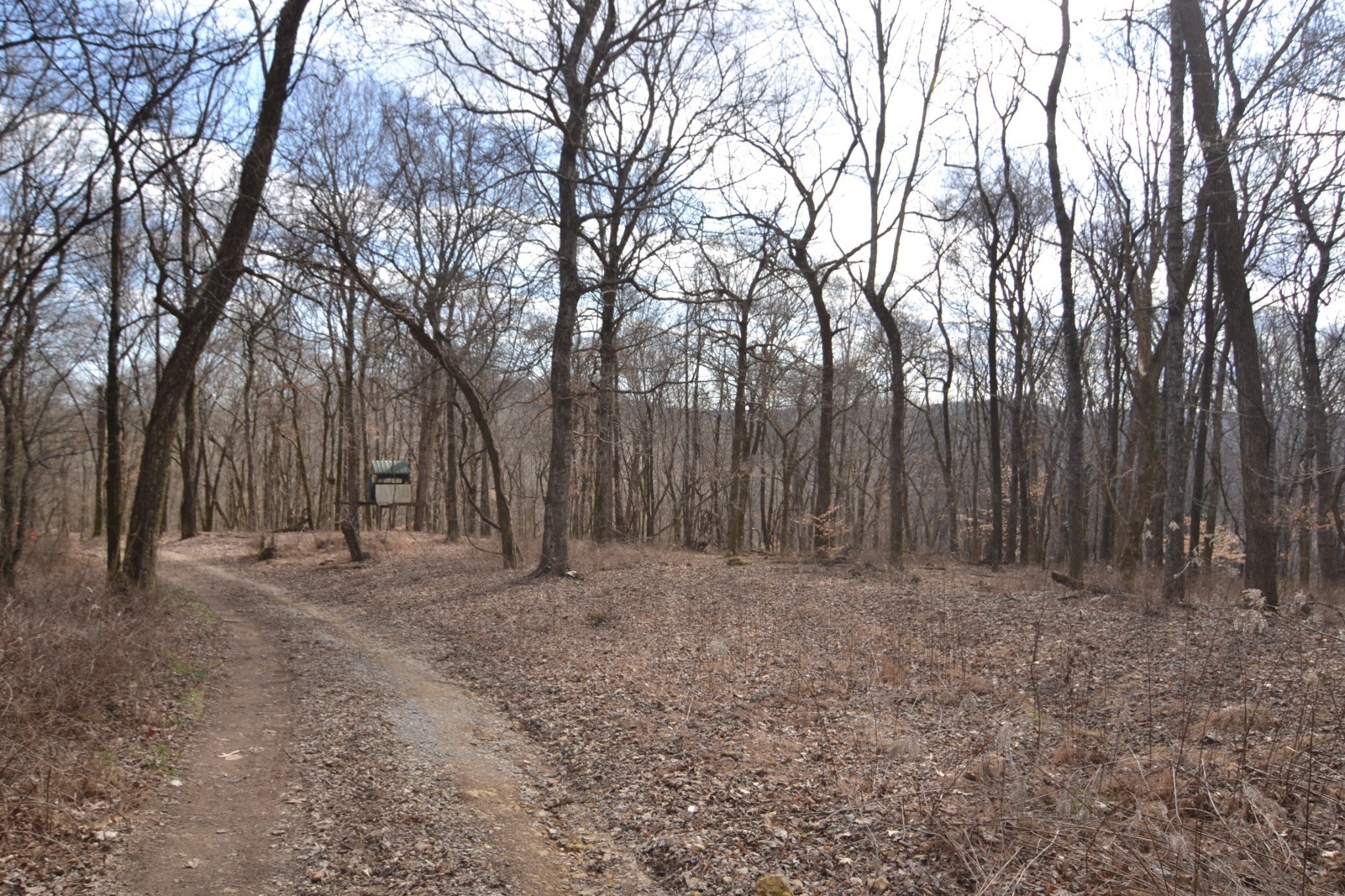 815 Solomon Road Pulaski, TN 38478 - Photo 16 of 41 a view of outdoor space with trees