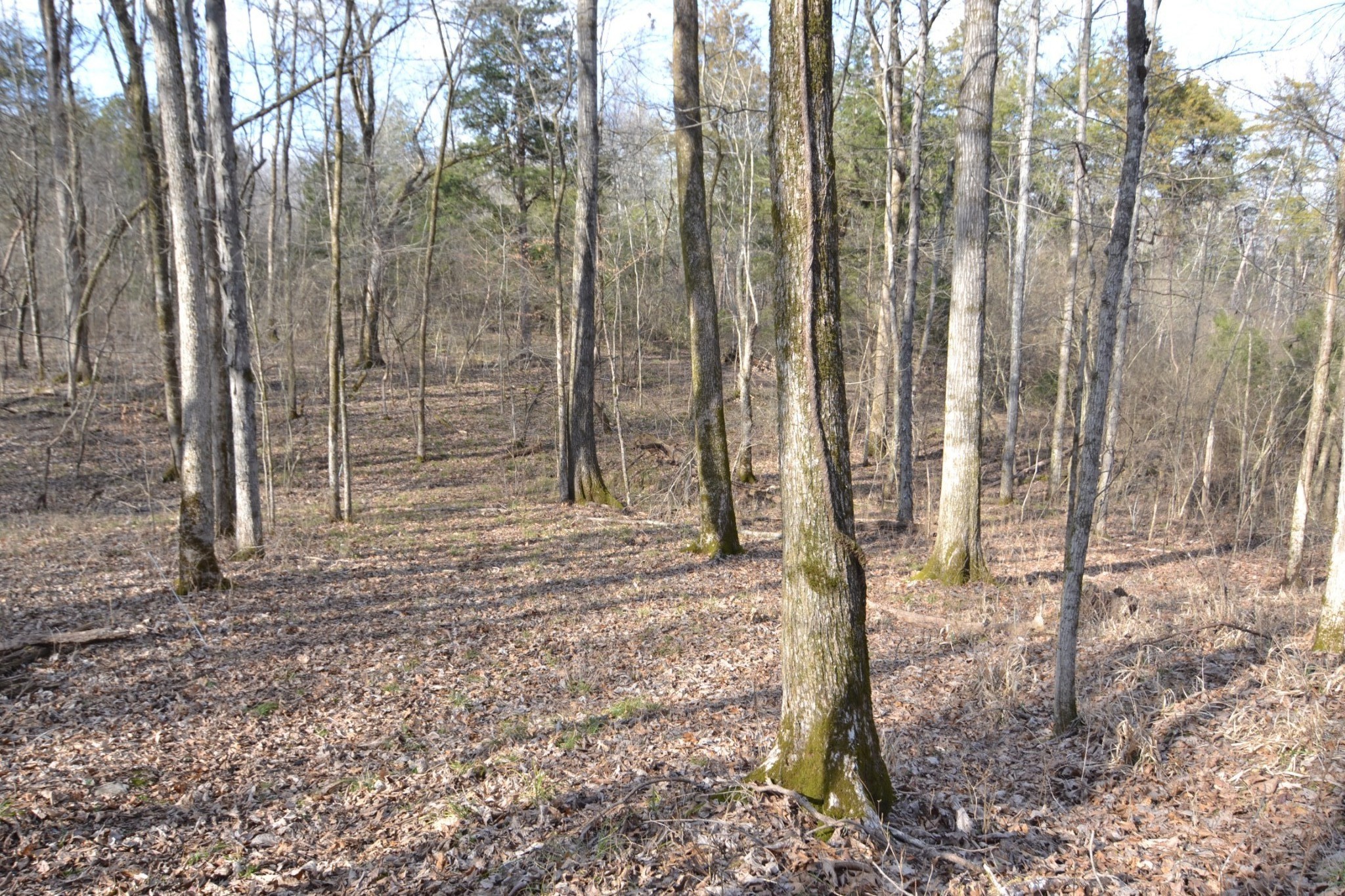 815 Solomon Road Pulaski, TN 38478 - Photo 17 of 41 a view of a backyard with trees