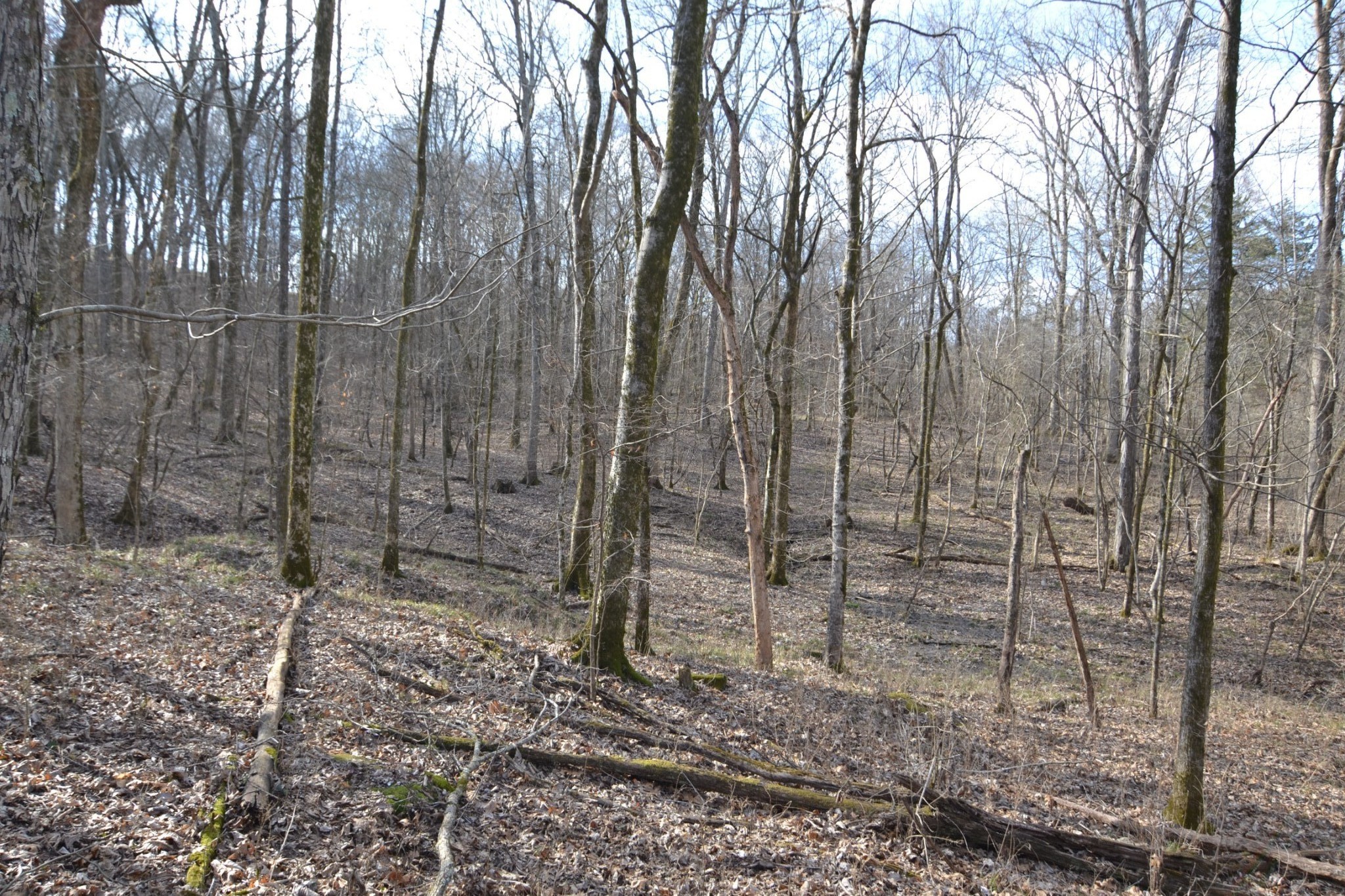 815 Solomon Road Pulaski, TN 38478 - Photo 18 of 41 a view of a backyard with trees