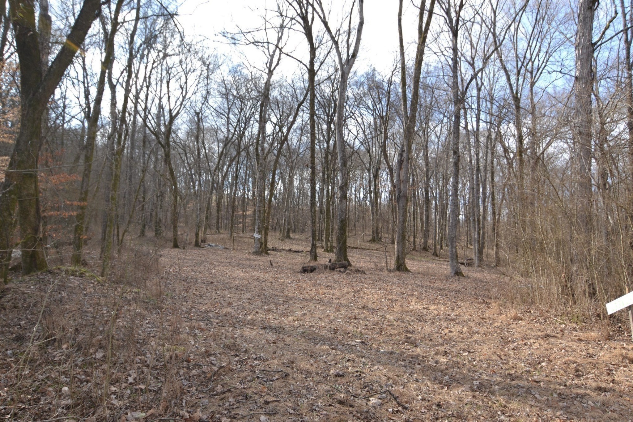 815 Solomon Road Pulaski, TN 38478 - Photo 19 of 41 a backyard of a house with lots of trees