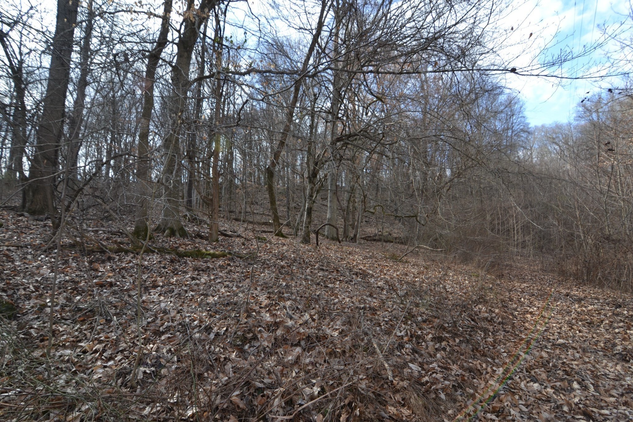 815 Solomon Road Pulaski, TN 38478 - Photo 20 of 41 a view of a yard with large trees
