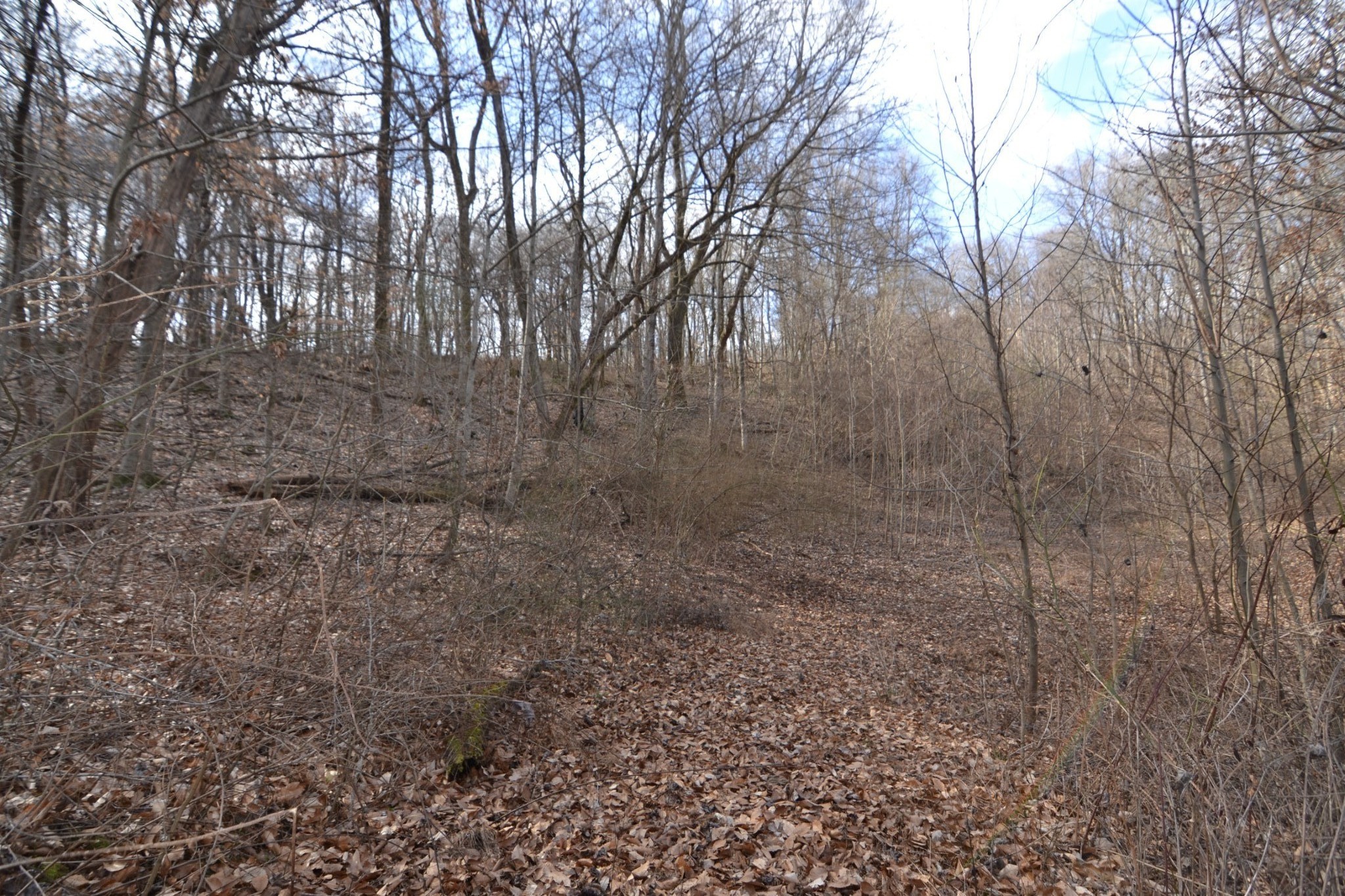 815 Solomon Road Pulaski, TN 38478 - Photo 21 of 41 a view of a yard with large trees