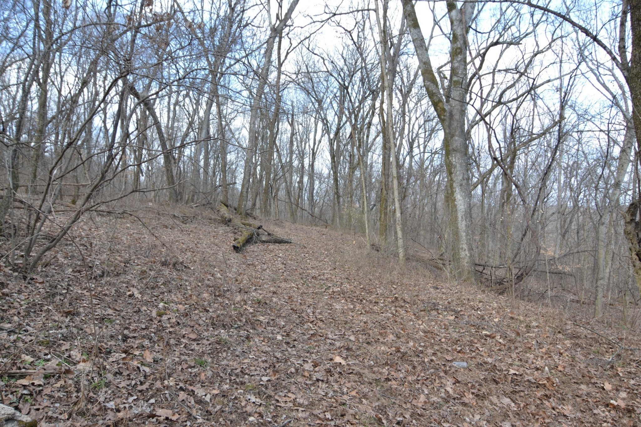 815 Solomon Road Pulaski, TN 38478 - Photo 22 of 41 a backyard of a house with lots of green space