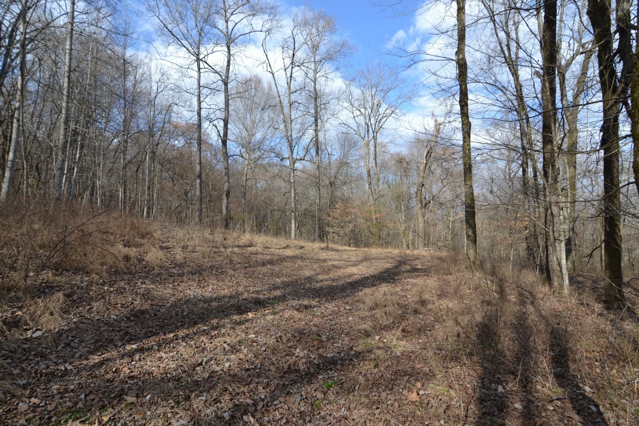 815 Solomon Road Pulaski, TN 38478 - Photo 23 of 41 a view of a yard with trees
