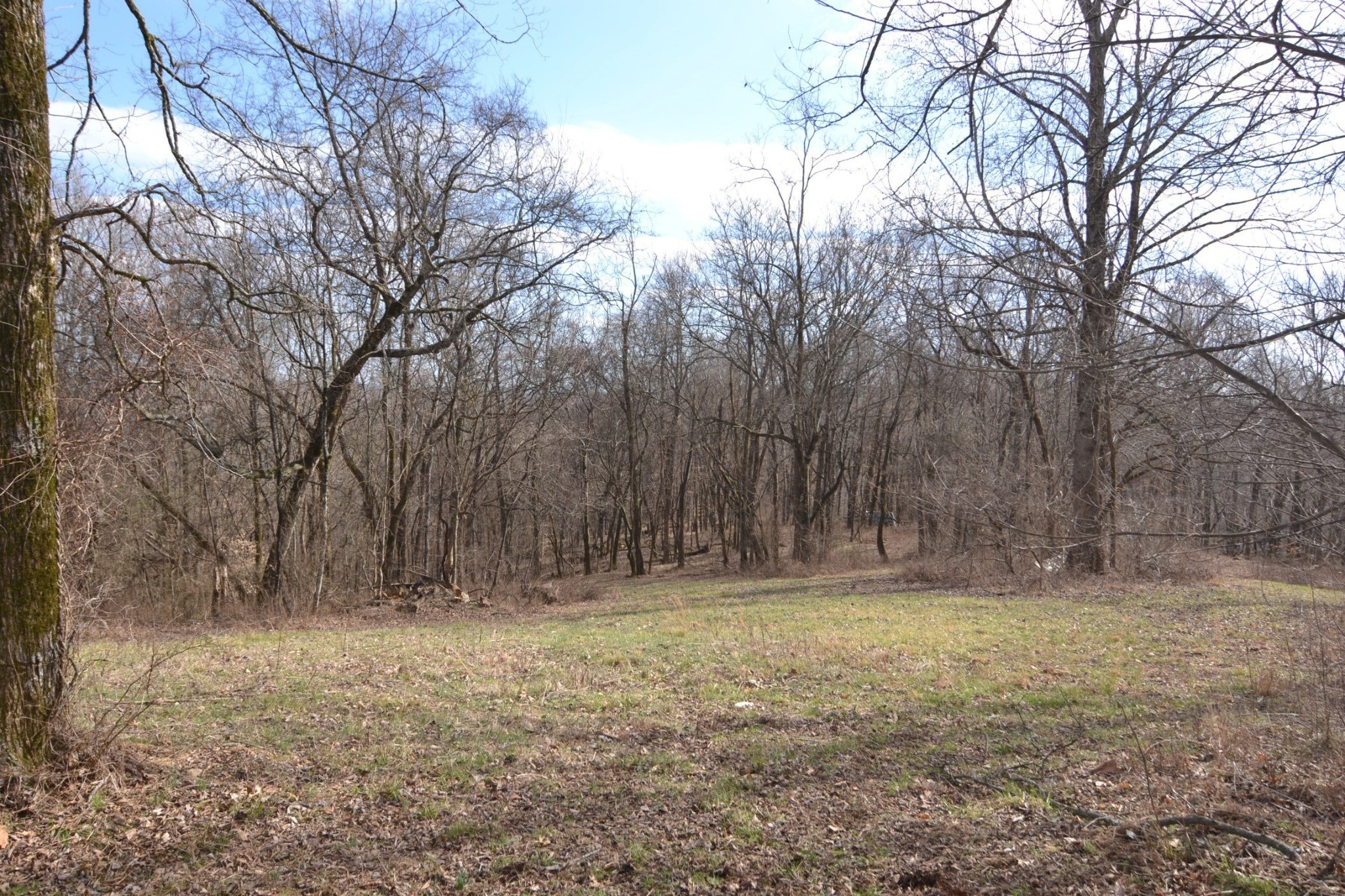 815 Solomon Road Pulaski, TN 38478 - Photo 24 of 41 a backyard of a house with lots of green space