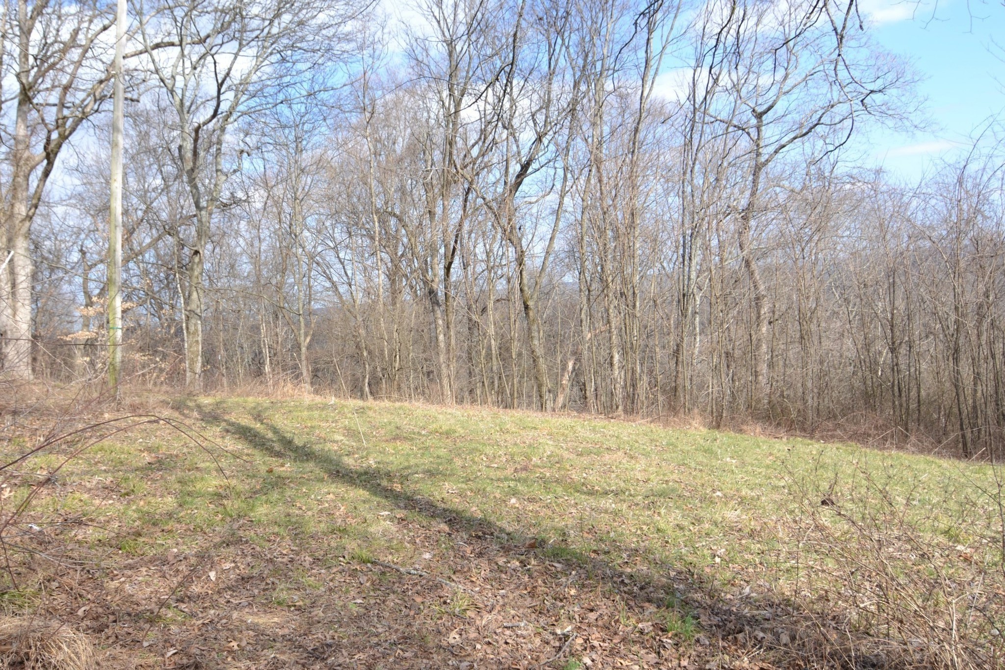 815 Solomon Road Pulaski, TN 38478 - Photo 25 of 41 a view of yard with large trees