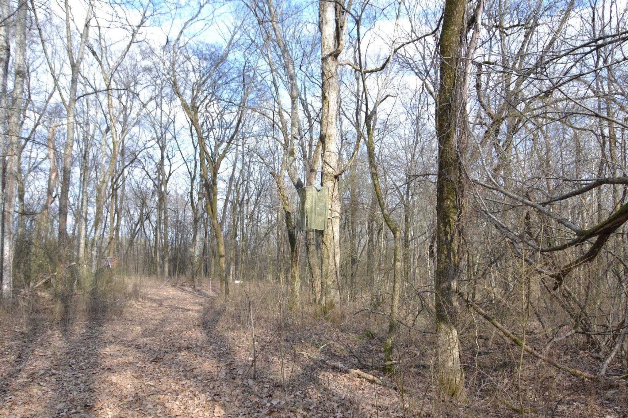 815 Solomon Road Pulaski, TN 38478 - Photo 26 of 41 a view of backyard of a house