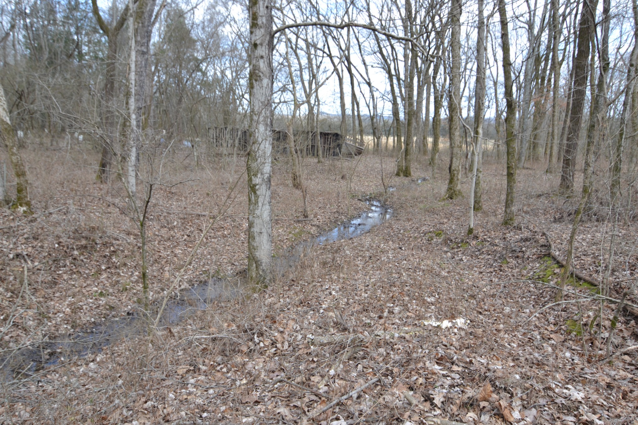 815 Solomon Road Pulaski, TN 38478 - Photo 29 of 41 a backyard of a house with lots of green space