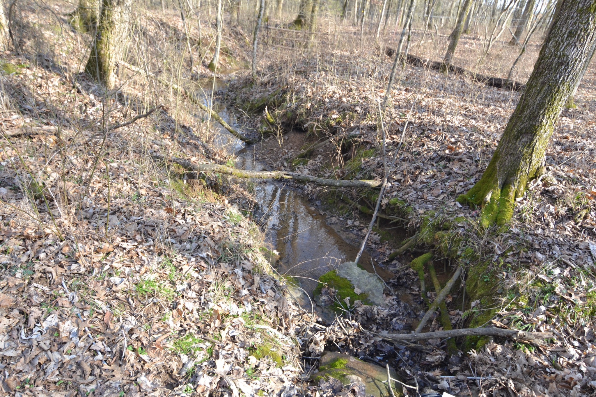 815 Solomon Road Pulaski, TN 38478 - Photo 30 of 41 a view of a tree with a yard