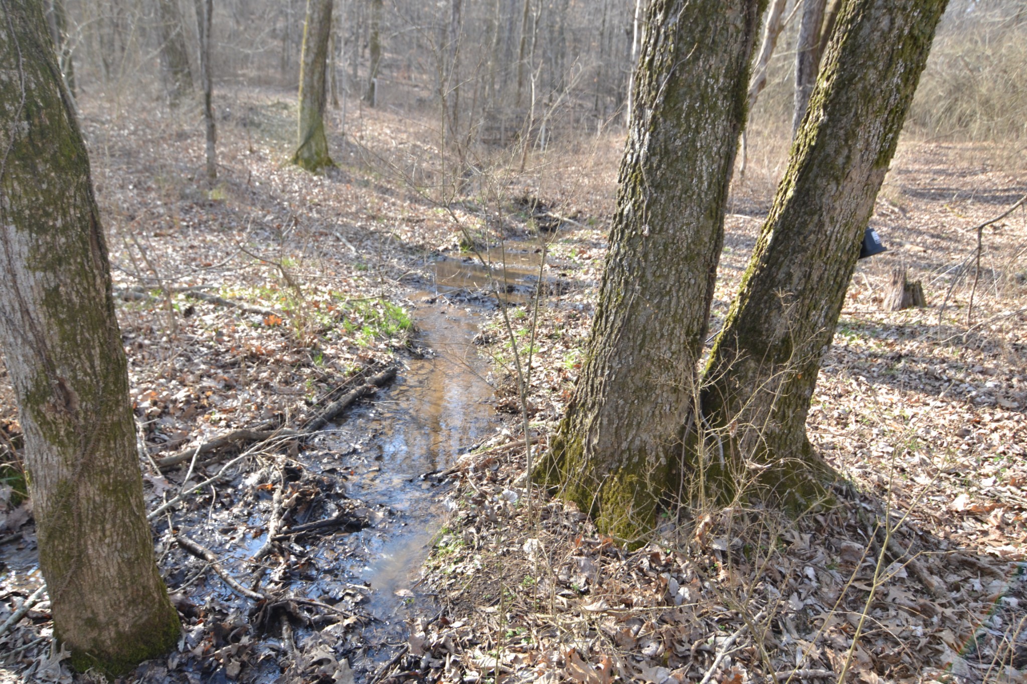 815 Solomon Road Pulaski, TN 38478 - Photo 31 of 41 a view of a yard