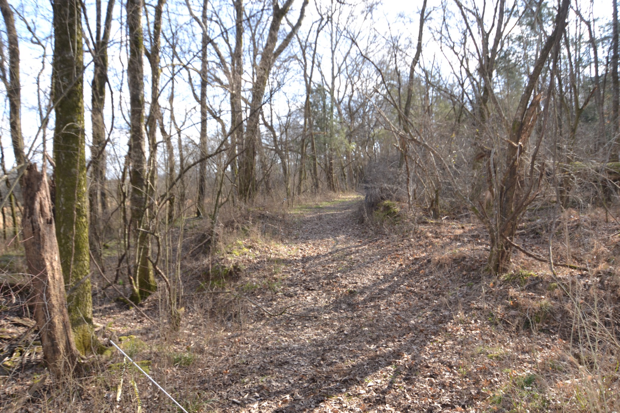 815 Solomon Road Pulaski, TN 38478 - Photo 33 of 41 a view of a forest with trees