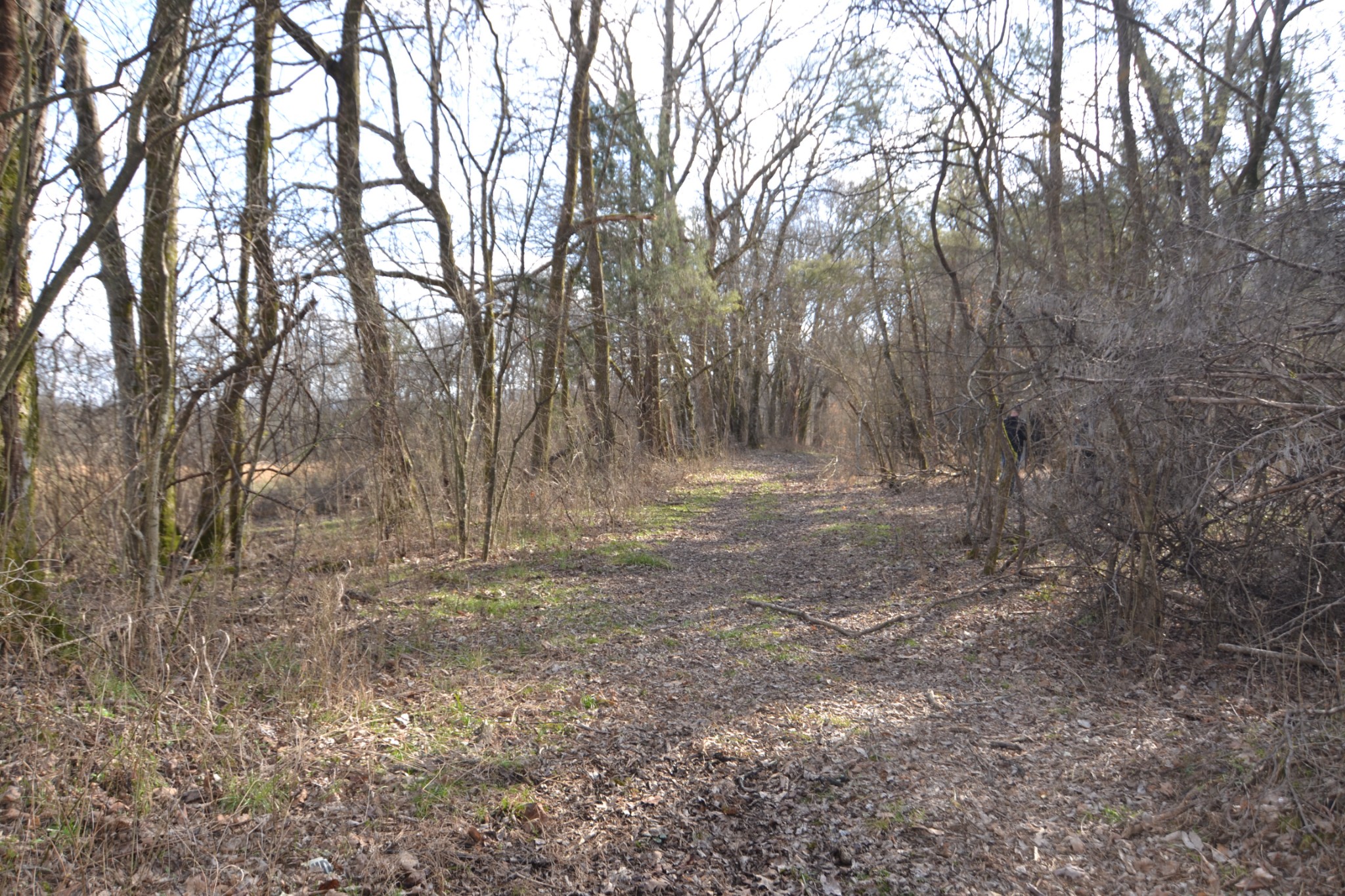815 Solomon Road Pulaski, TN 38478 - Photo 34 of 41 a view of outdoor space with large trees