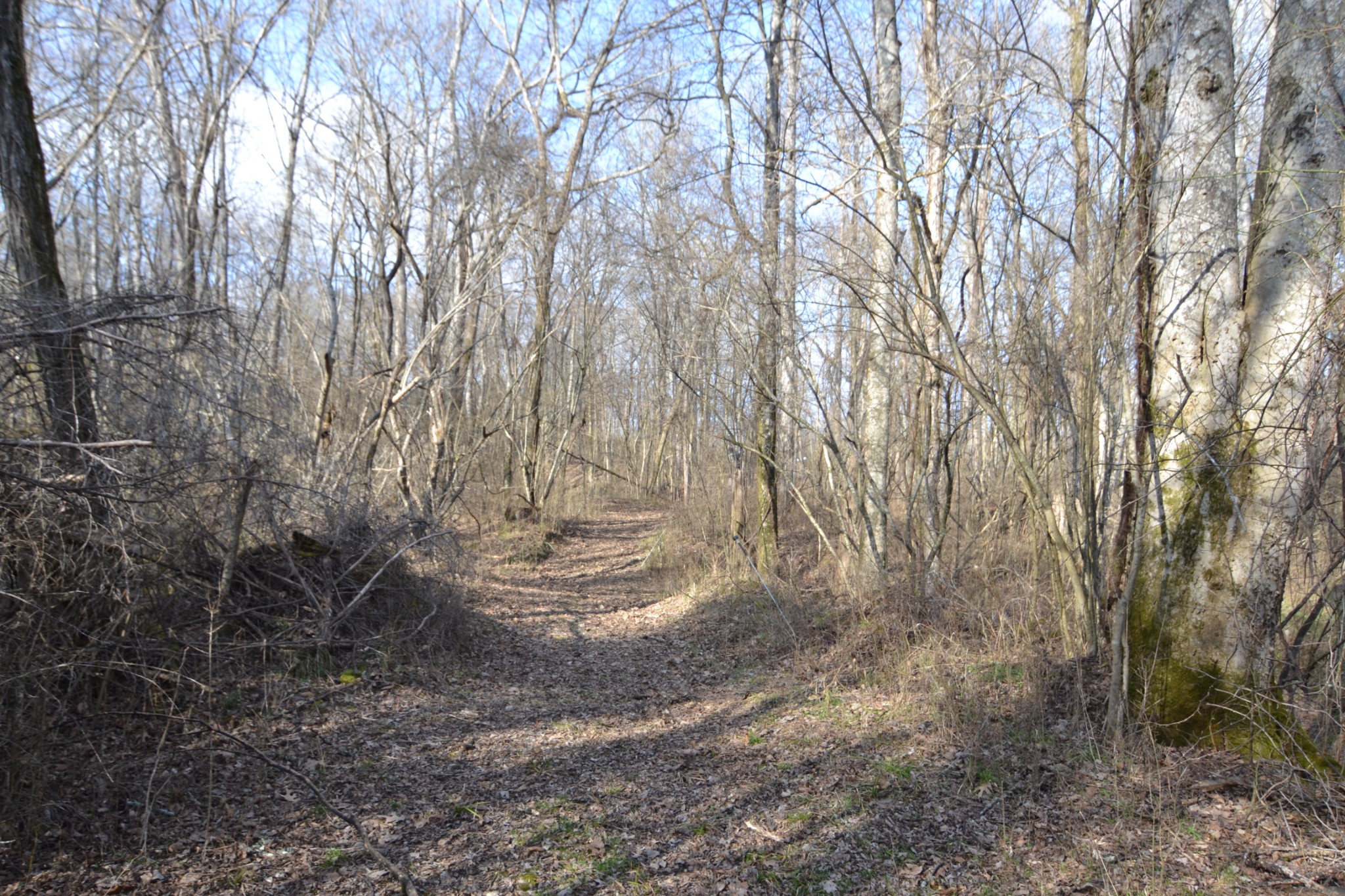 815 Solomon Road Pulaski, TN 38478 - Photo 35 of 41 a view of outdoor space and trees