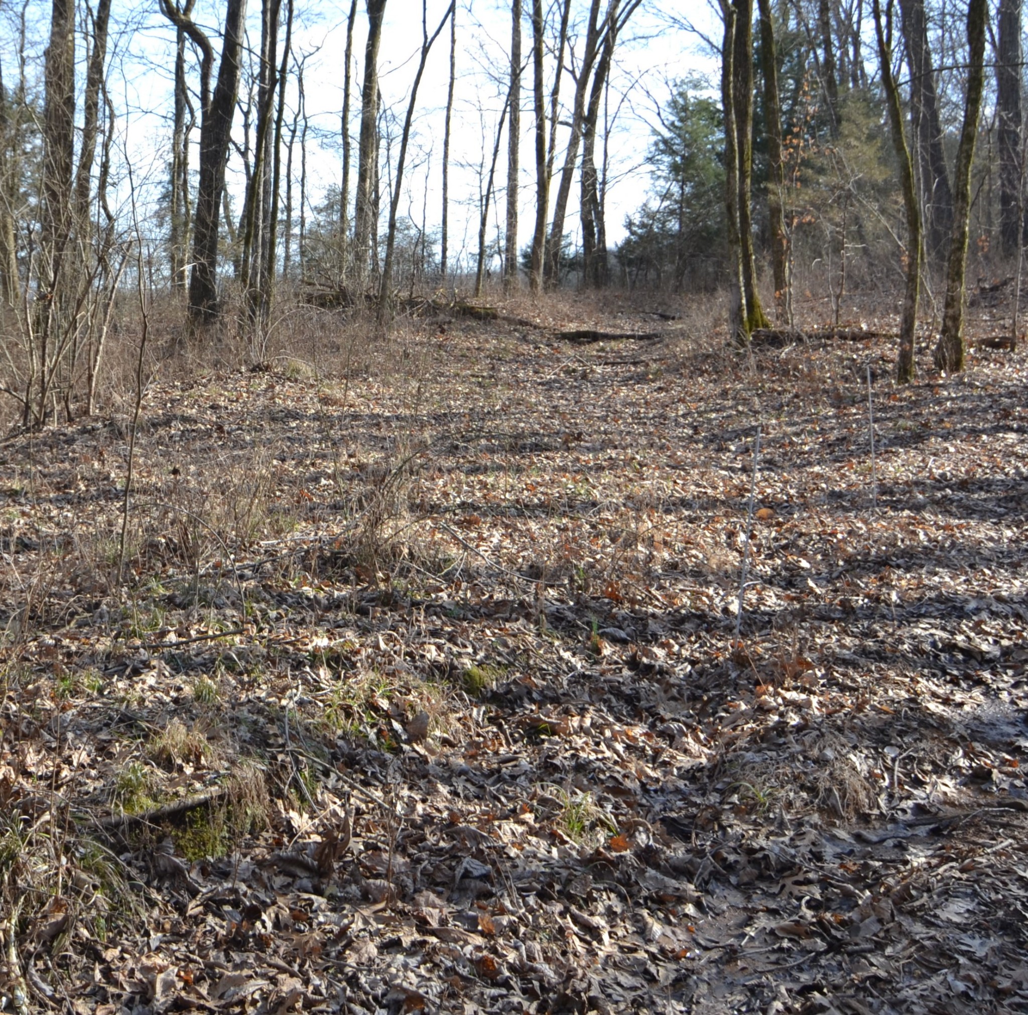 815 Solomon Road Pulaski, TN 38478 - Photo 36 of 41 a backyard of a house with lots of green space