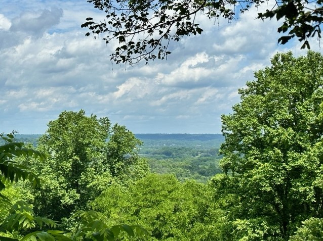 815 Solomon Road Pulaski, TN 38478 - Photo 40 of 41 a view of a bunch of trees