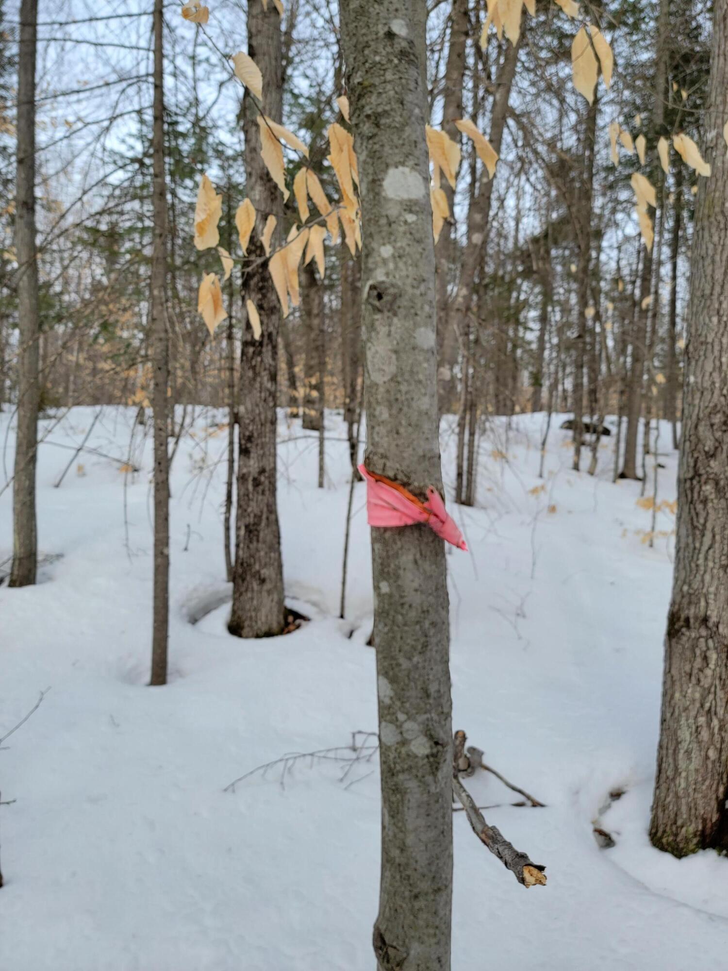 M3-l8b Roxbury Notch Road Roxbury, ME 04275 - Photo 28 of 38 Roxbury Notch Lot 8B