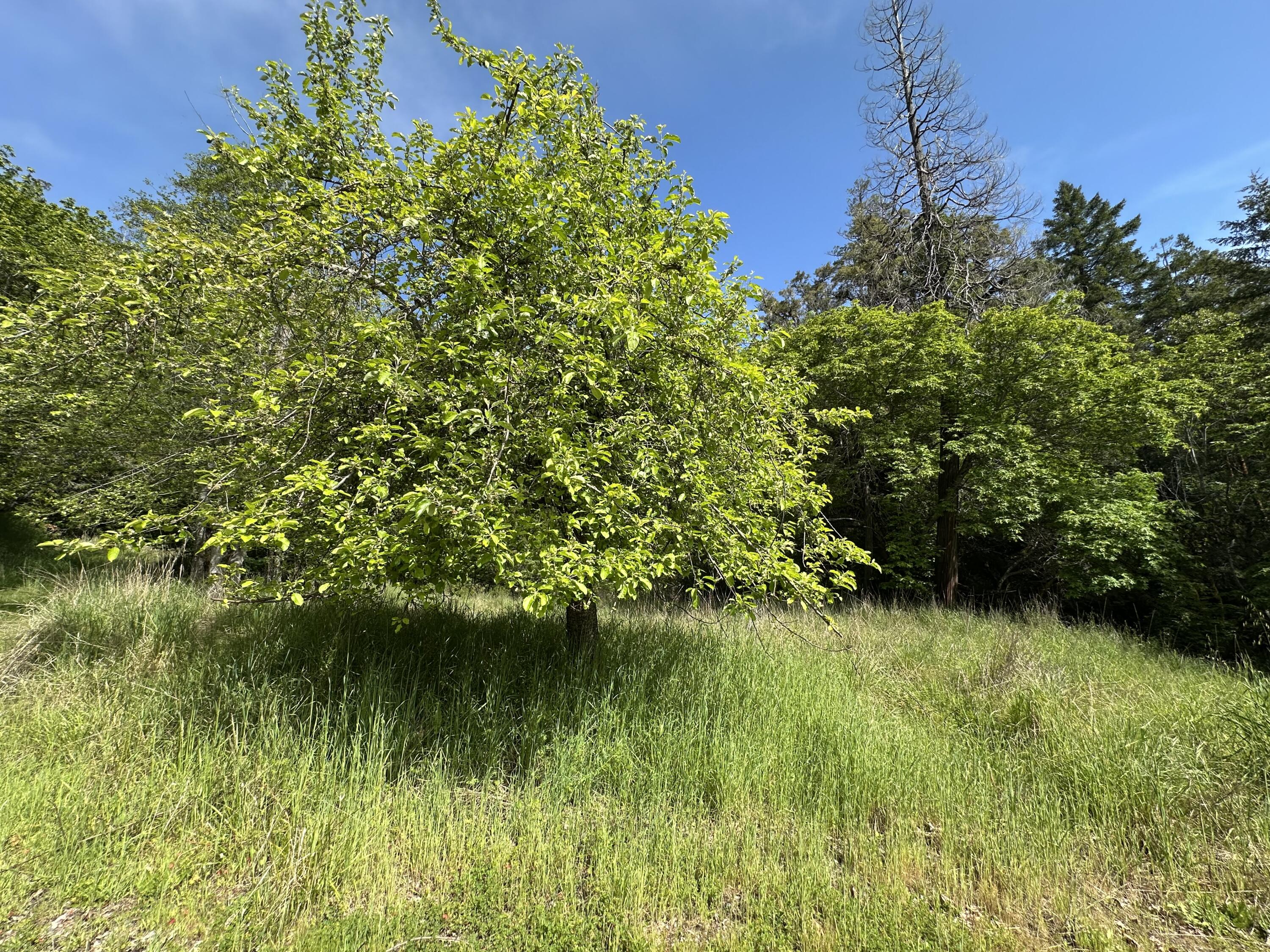 7923 Thomas Road Miranda, CA 95553 - Photo 60 of 63
