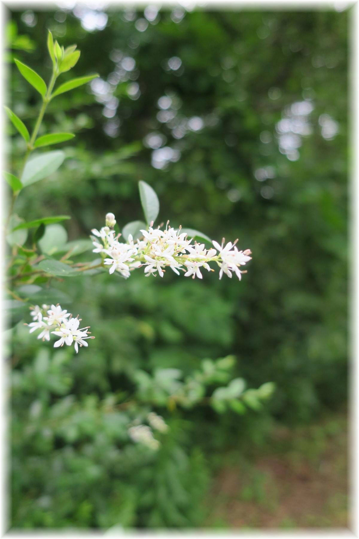 603 Thompson Road Pegram, TN 37143 - Photo 14 of 14 a view of a flower