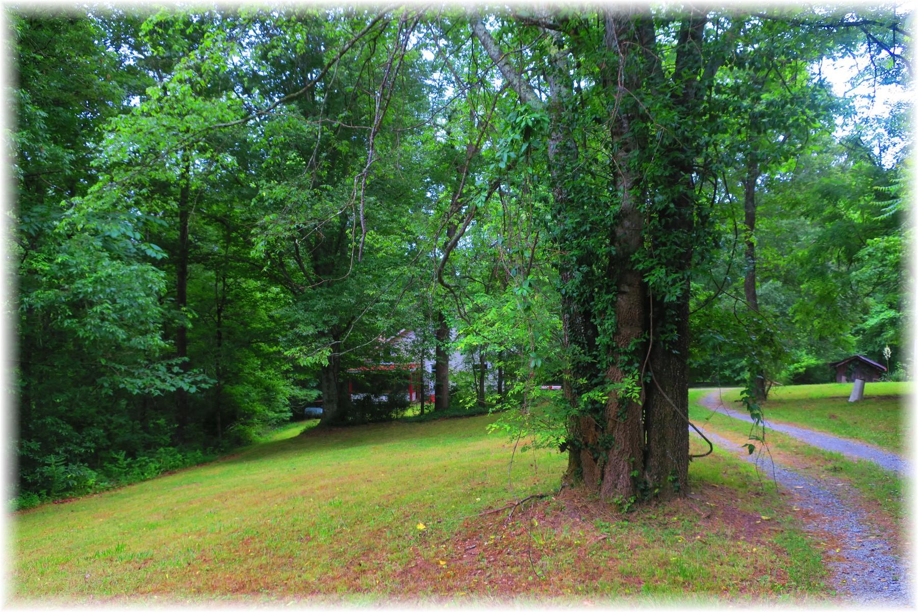 603 Thompson Road Pegram, TN 37143 - Photo 3 of 14 a view of a trees in a park