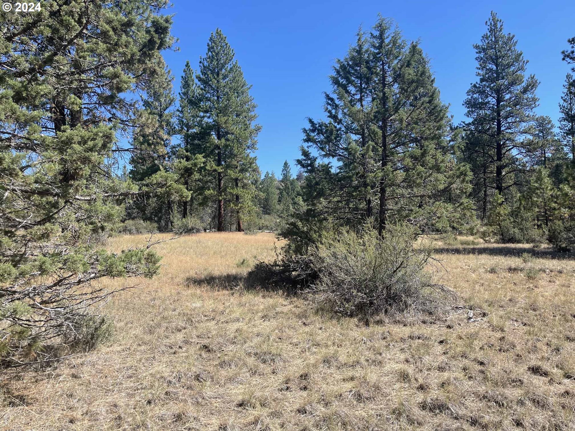 Canary Drive Bonanza, OR 97623 - Photo 23 of 36 a view of a dry yard with trees
