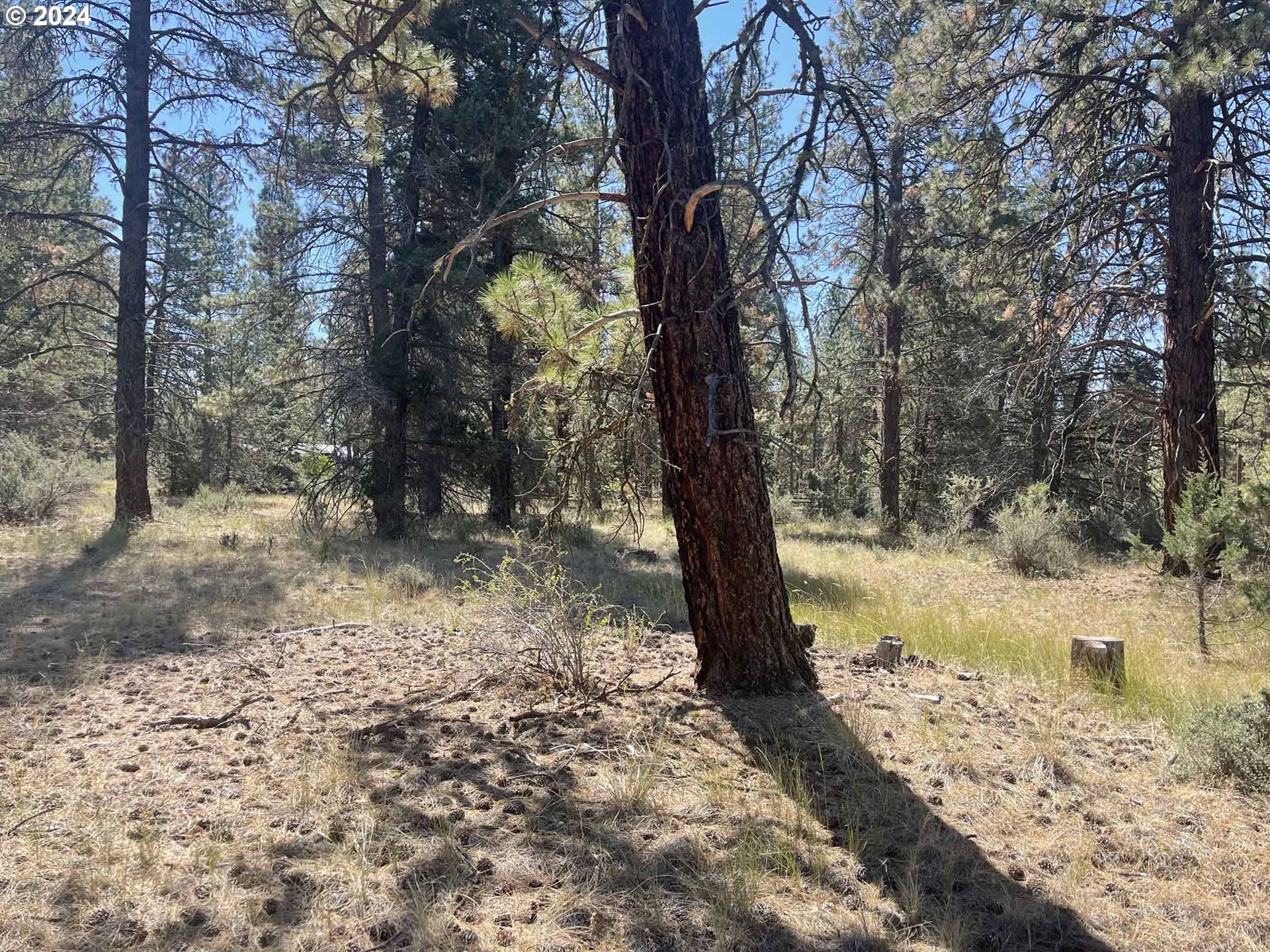 Canary Drive Bonanza, OR 97623 - Photo 25 of 36 a view of a yard with a tree