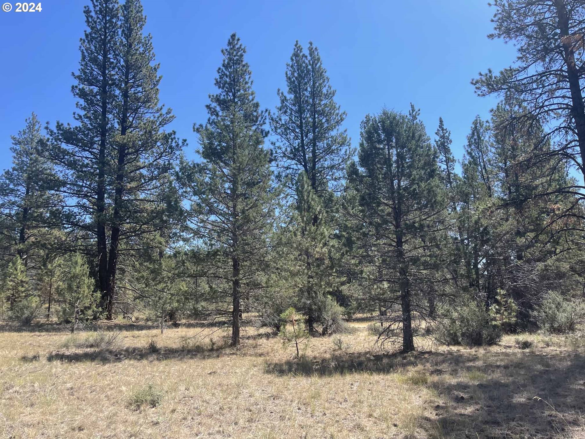 Canary Drive Bonanza, OR 97623 - Photo 27 of 36 a view of a yard with trees