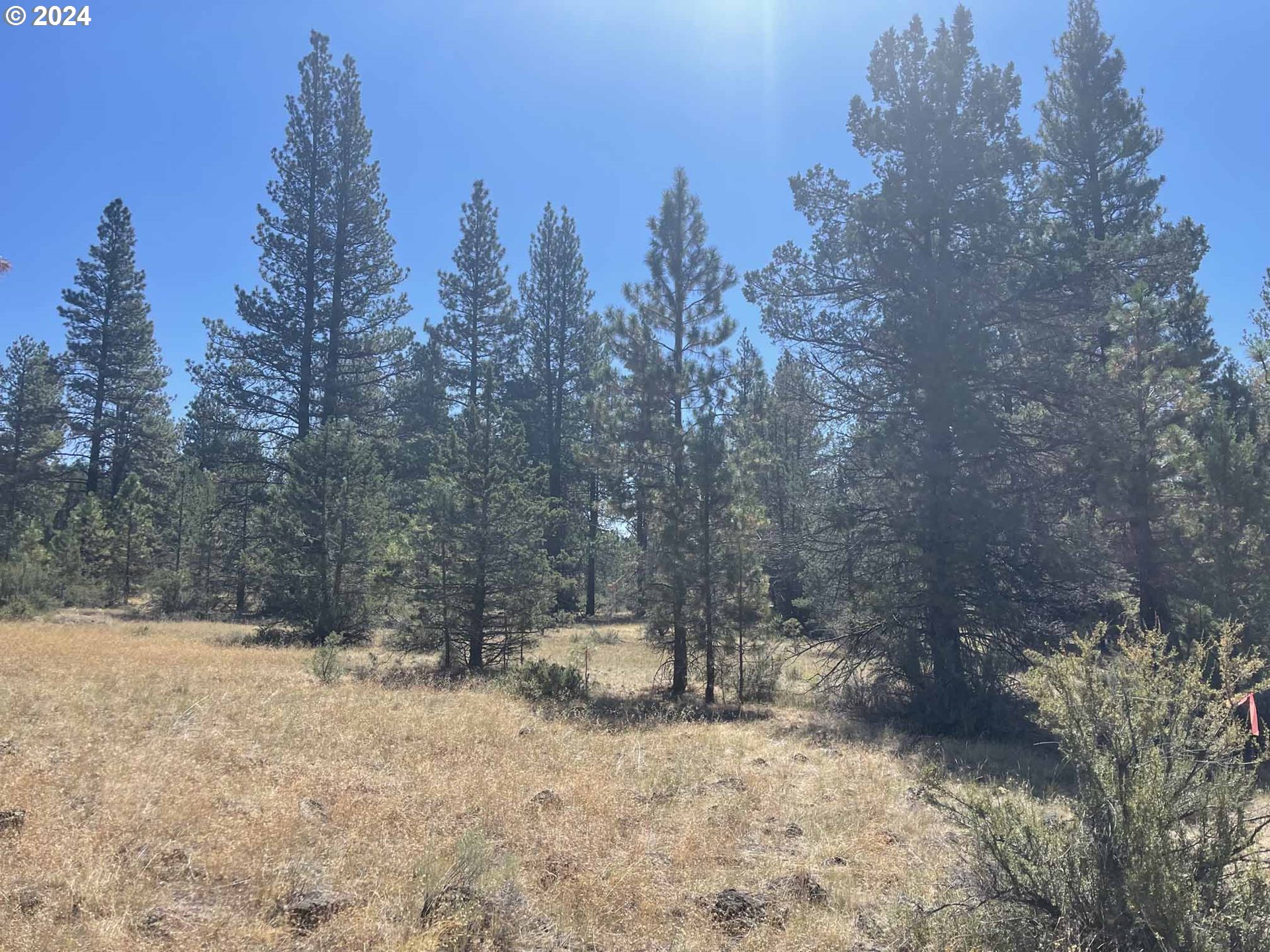 Canary Drive Bonanza, OR 97623 - Photo 9 of 36 a view of outdoor space with trees