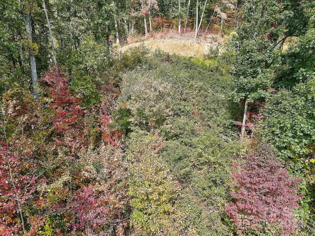 a view of a garden with plants and large trees