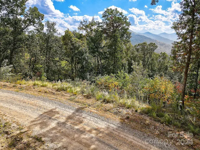 a view of a bunch of trees and bushes
