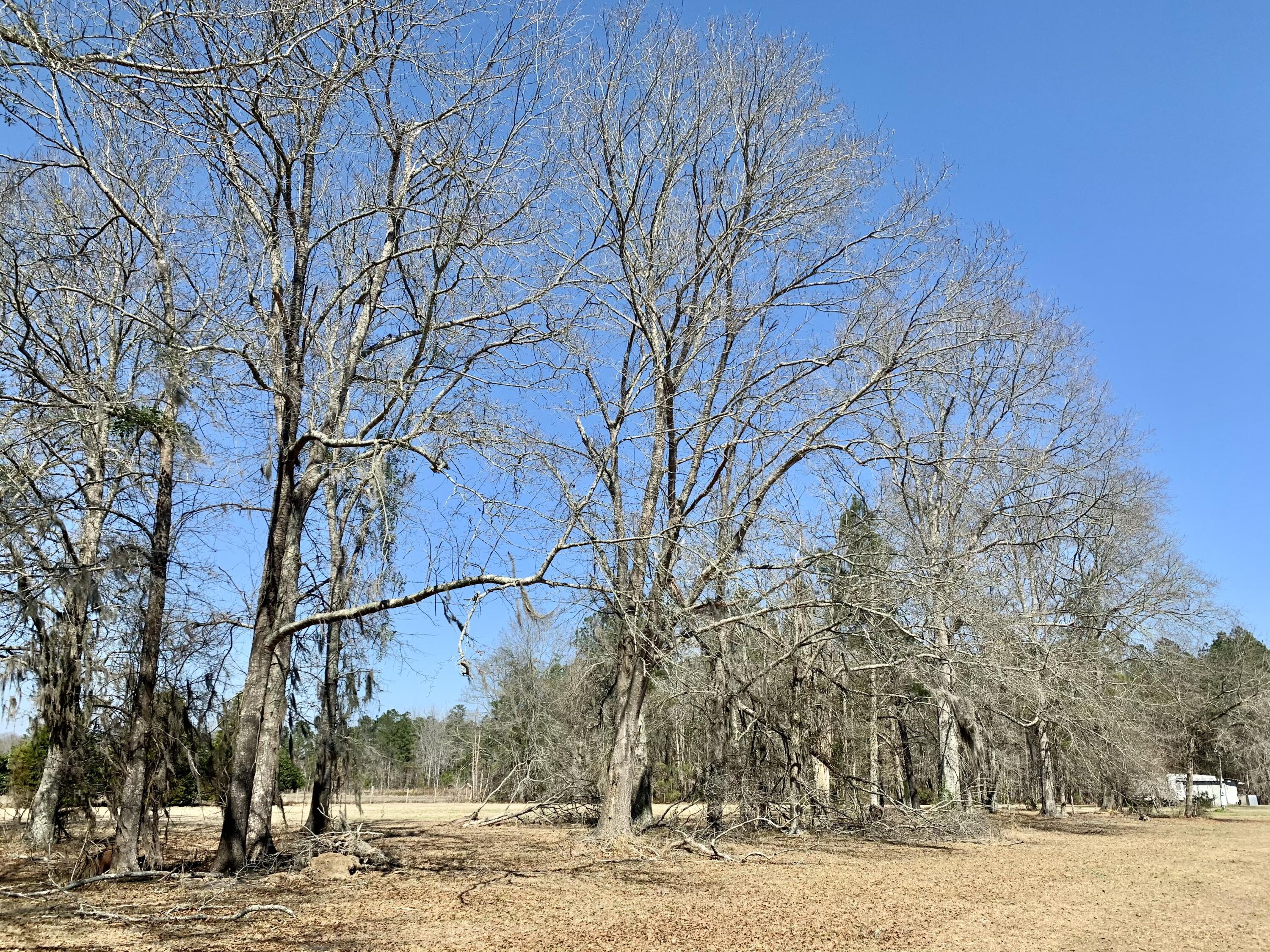 651 Schaffer Corner Road Varnville, SC 29944 - Photo 16 of 30 24118E1A-2B3C-40FA-865F-7F5EA894511C