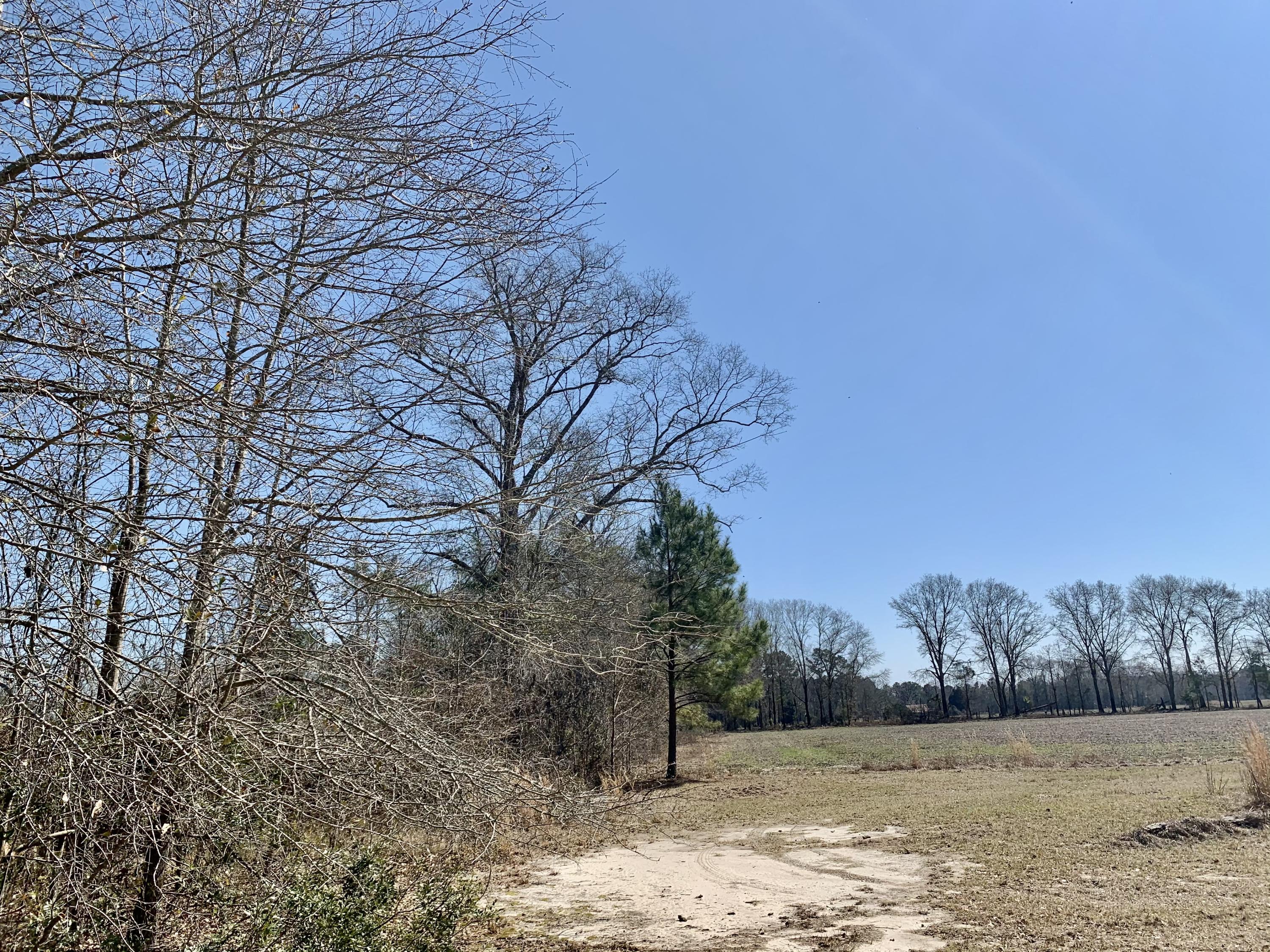 651 Schaffer Corner Road Varnville, SC 29944 - Photo 28 of 30 7CCD0595-B704-4325-A912-07CAF8B09457