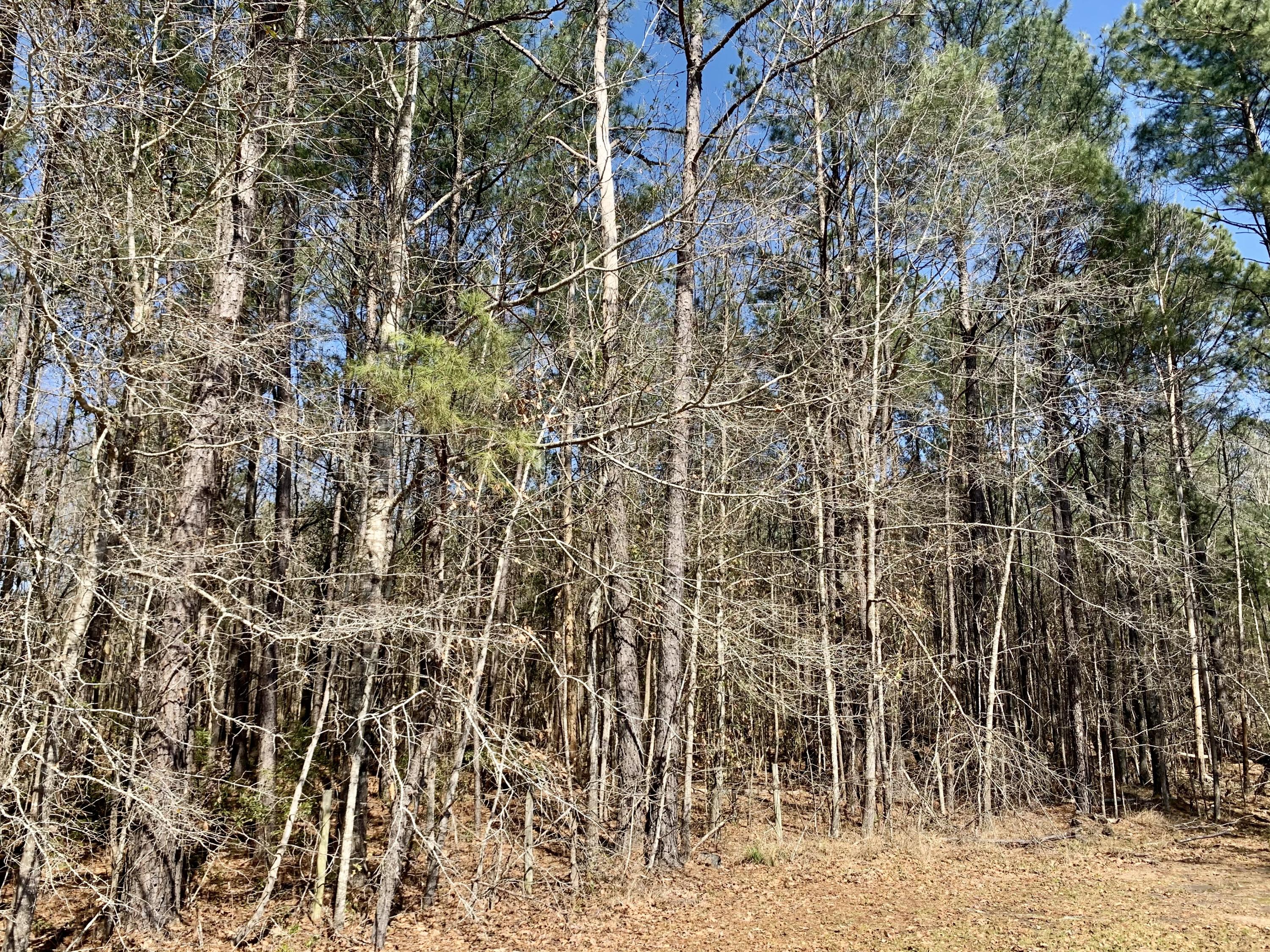 651 Schaffer Corner Road Varnville, SC 29944 - Photo 29 of 30 E673C54C-A8BA-4E0B-9842-581031747026