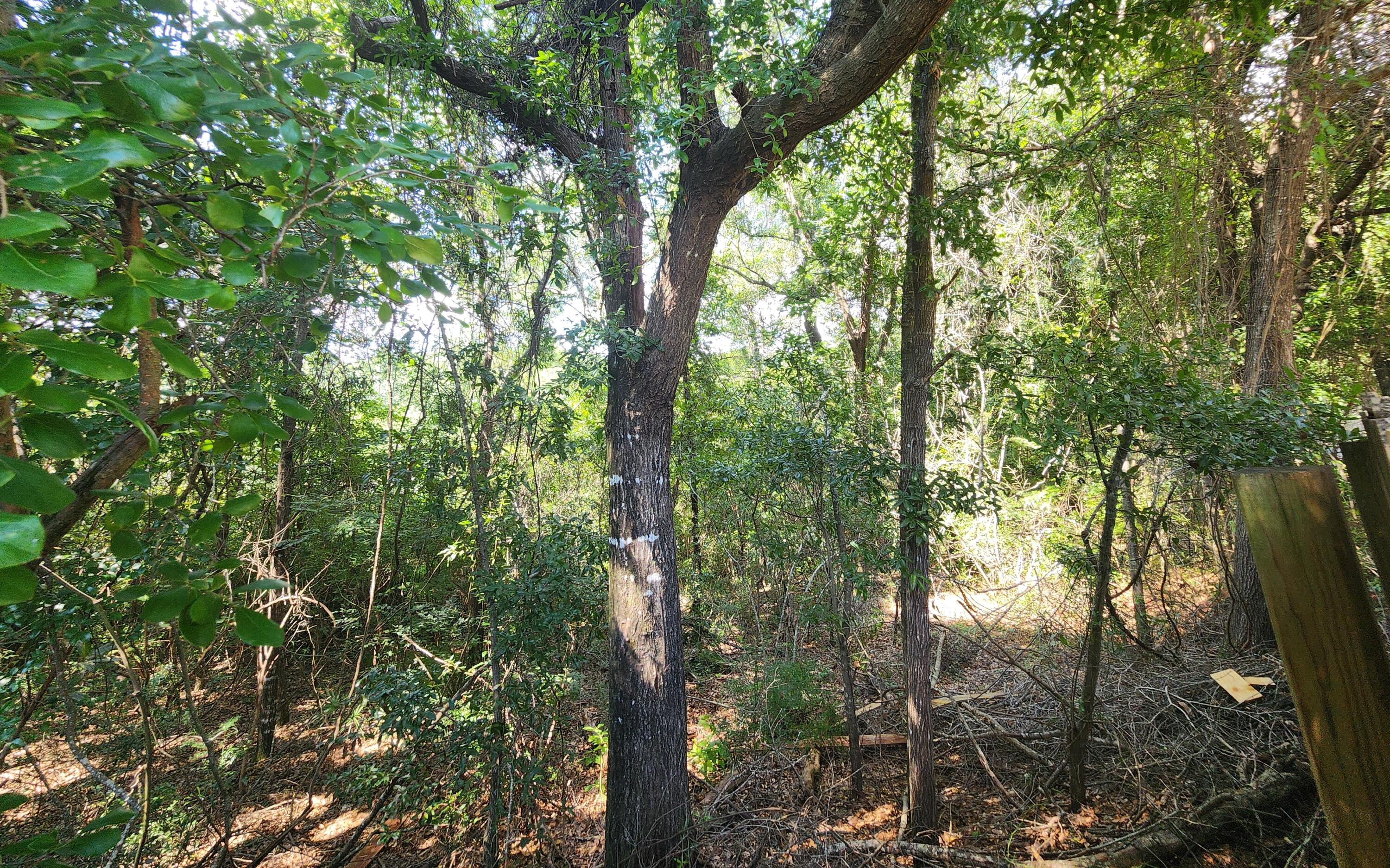 316 Egan Drive Crestview, FL 32536 - Photo 31 of 32 a view of forest