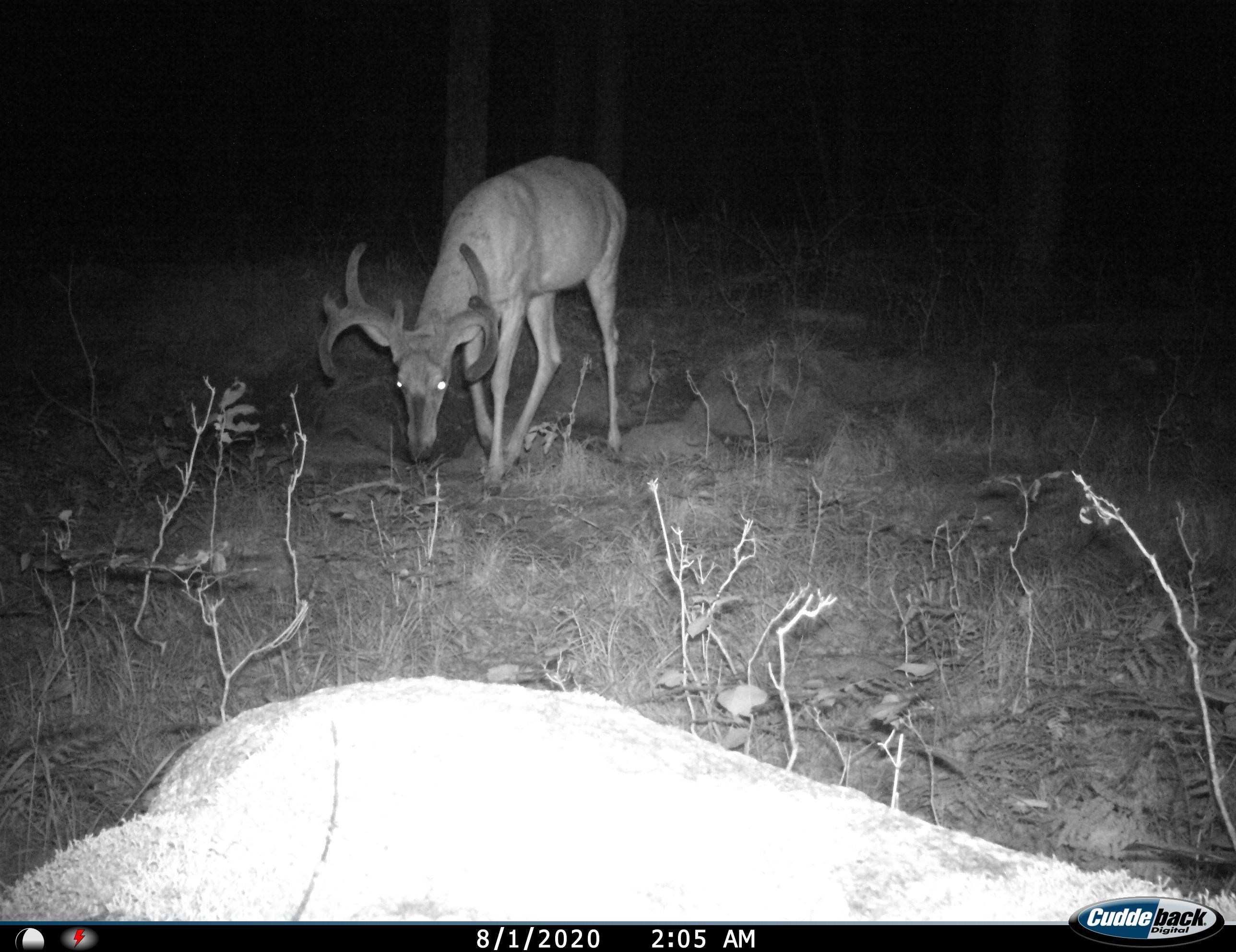 0 Beetle Creek Road Tigerton, WI 54486 - Photo 7 of 33